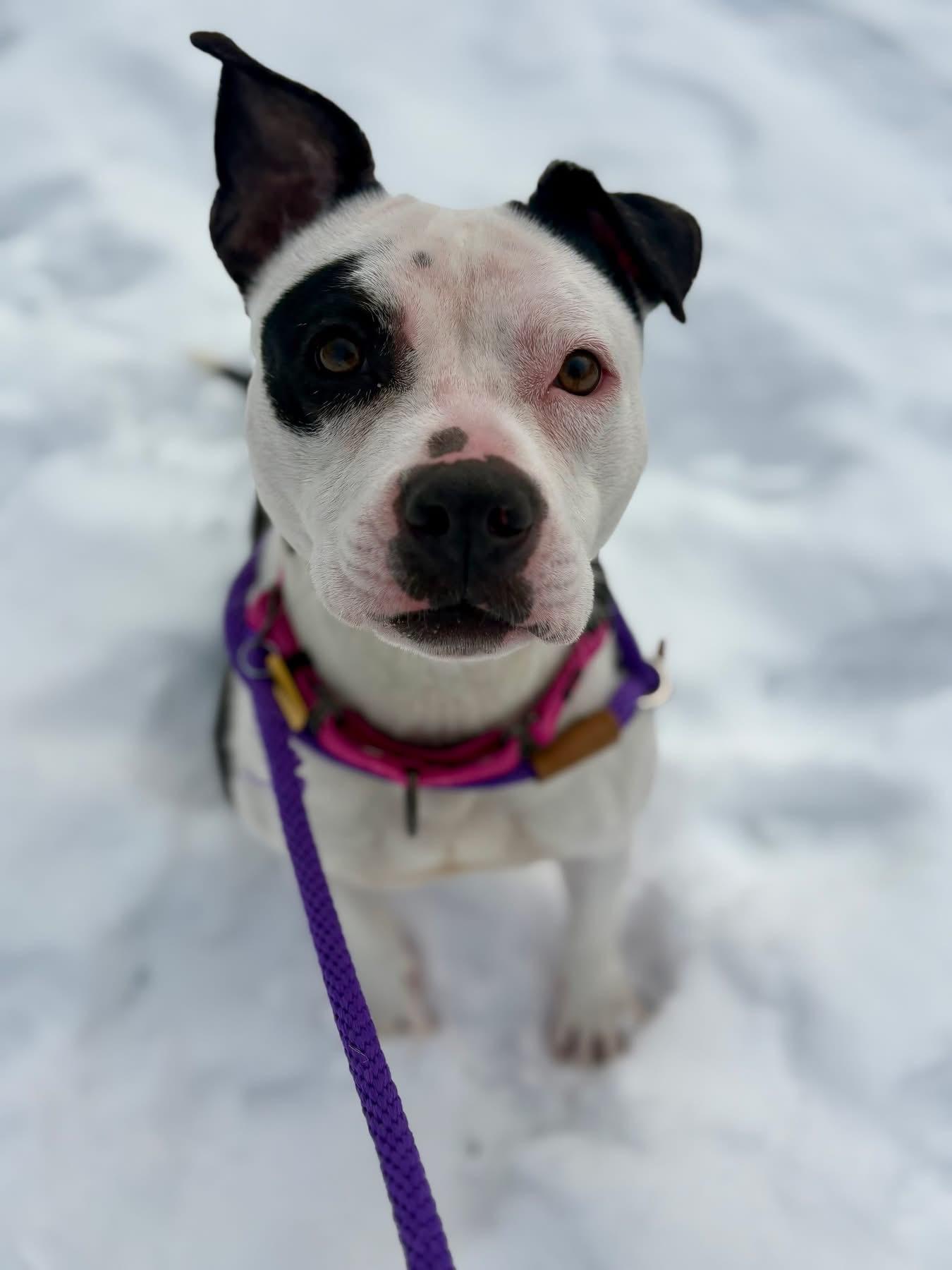 Enlarge Caprice, an adoptable mixed breed in Cleveland, OH image 3/6