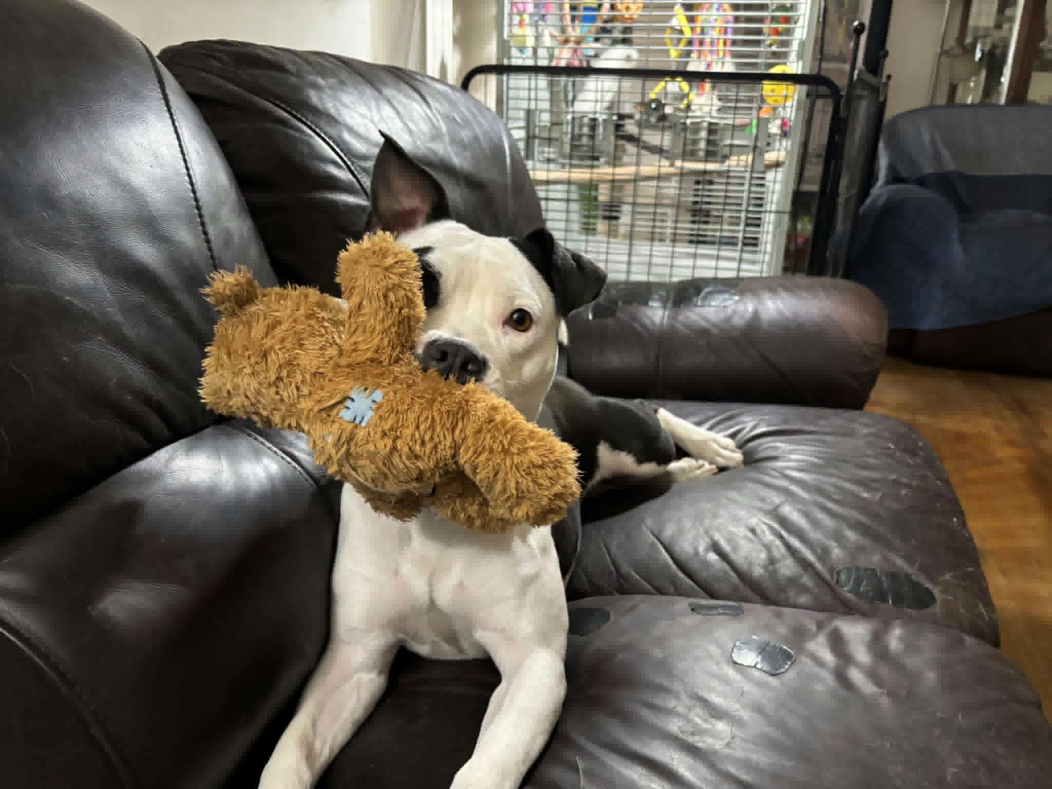 Enlarge Caprice, an adoptable mixed breed in Cleveland, OH image 1/6