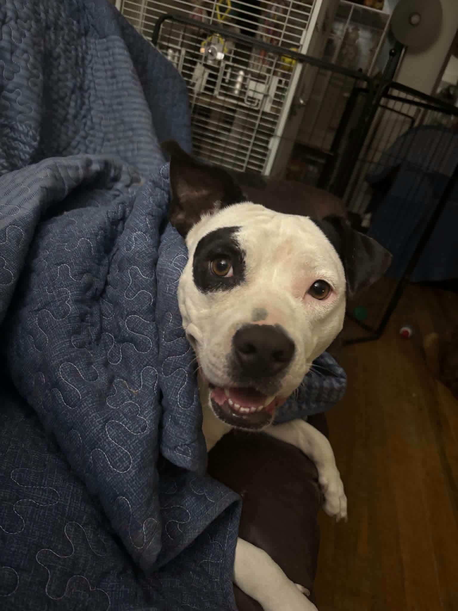 Enlarge Caprice, an adoptable mixed breed in Cleveland, OH image 6/6