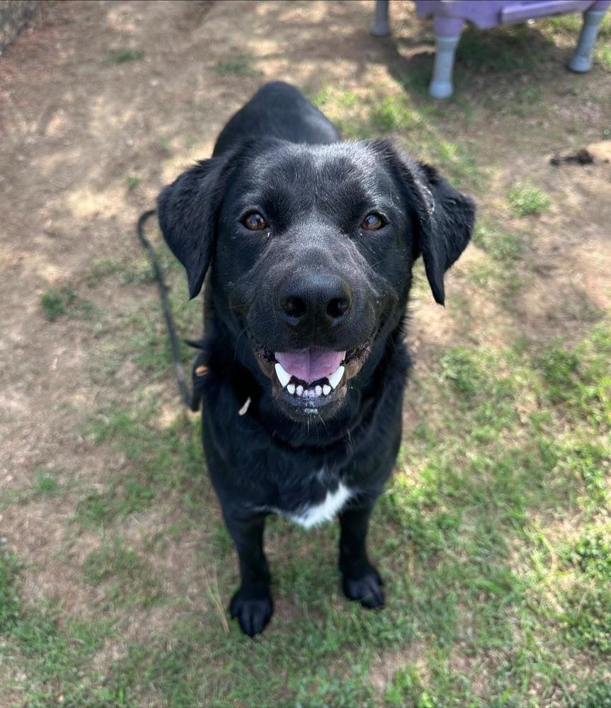 Enlarge Cherry, a Adoptable mixed breed in Evansville, IN image 1/6