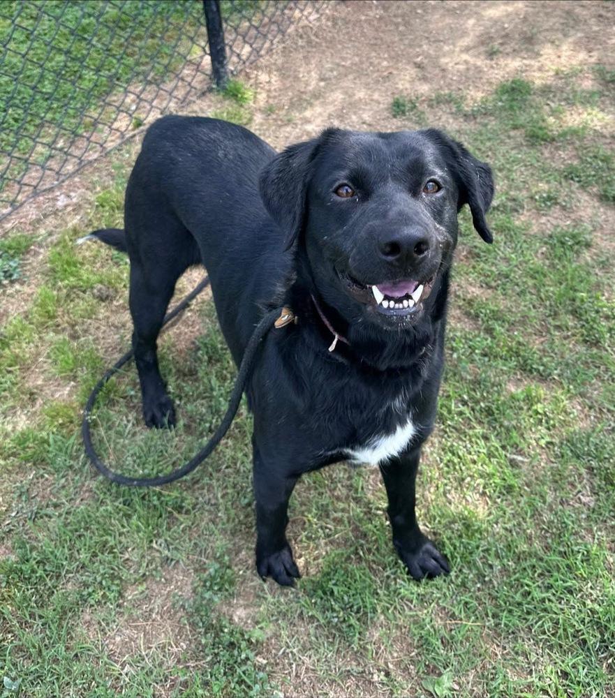 Enlarge Cherry, a Adoptable mixed breed in Evansville, IN image 2/6