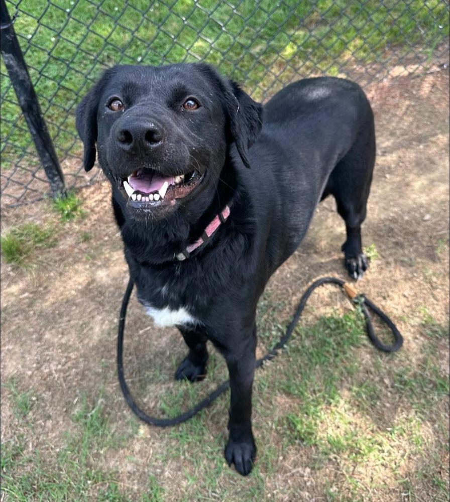 Enlarge Cherry, a Adoptable mixed breed in Evansville, IN image 3/6