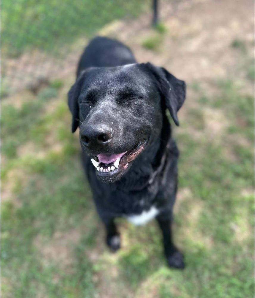 Enlarge Cherry, a Adoptable mixed breed in Evansville, IN image 4/6