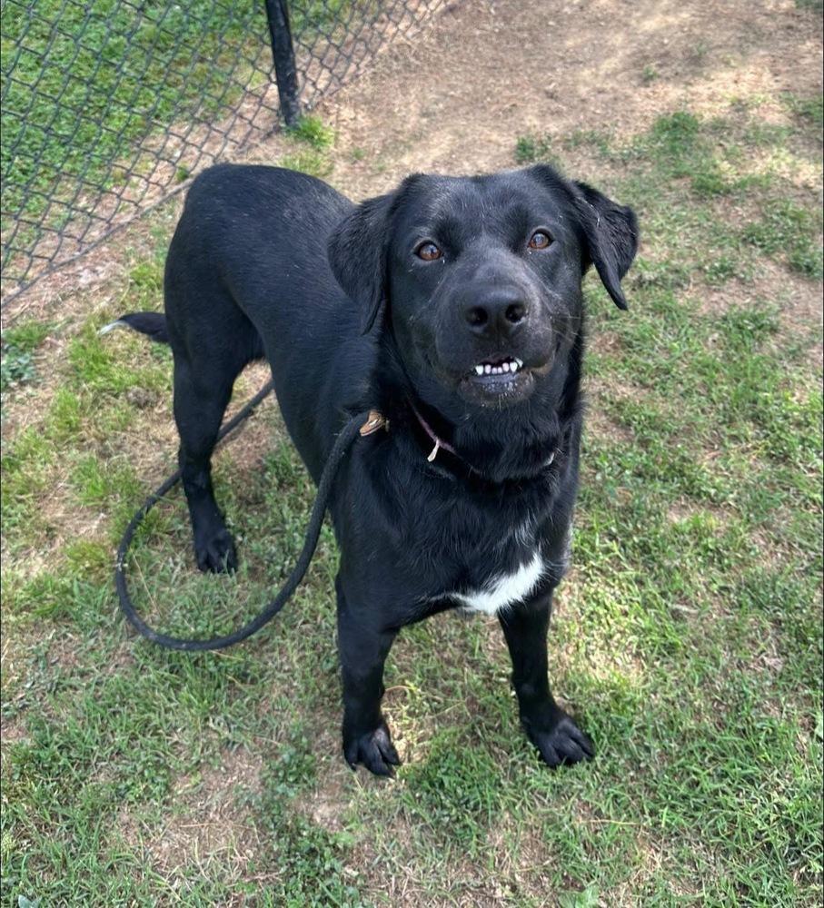 Enlarge Cherry, a Adoptable mixed breed in Evansville, IN image 5/6