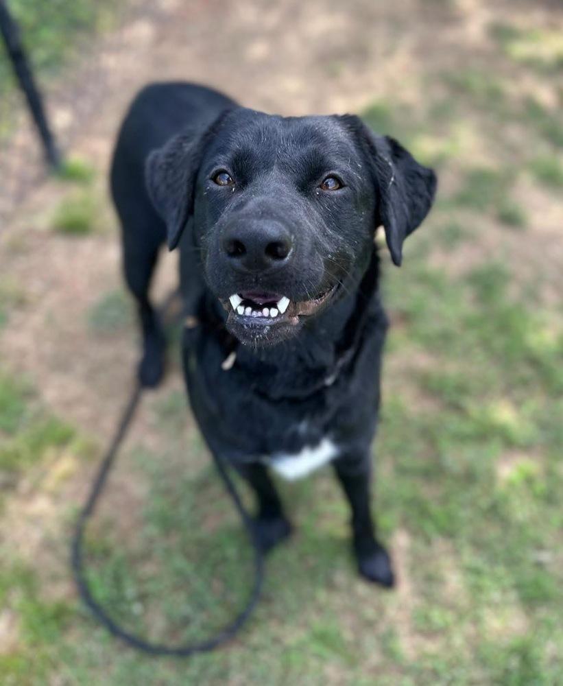 Enlarge Cherry, a Adoptable mixed breed in Evansville, IN image 6/6