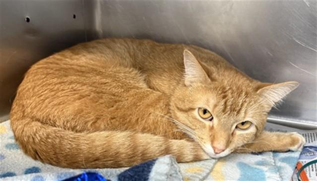 Enlarge SUN, a Adoptable Domestic Short Hair in Aurora, IL image 1/1