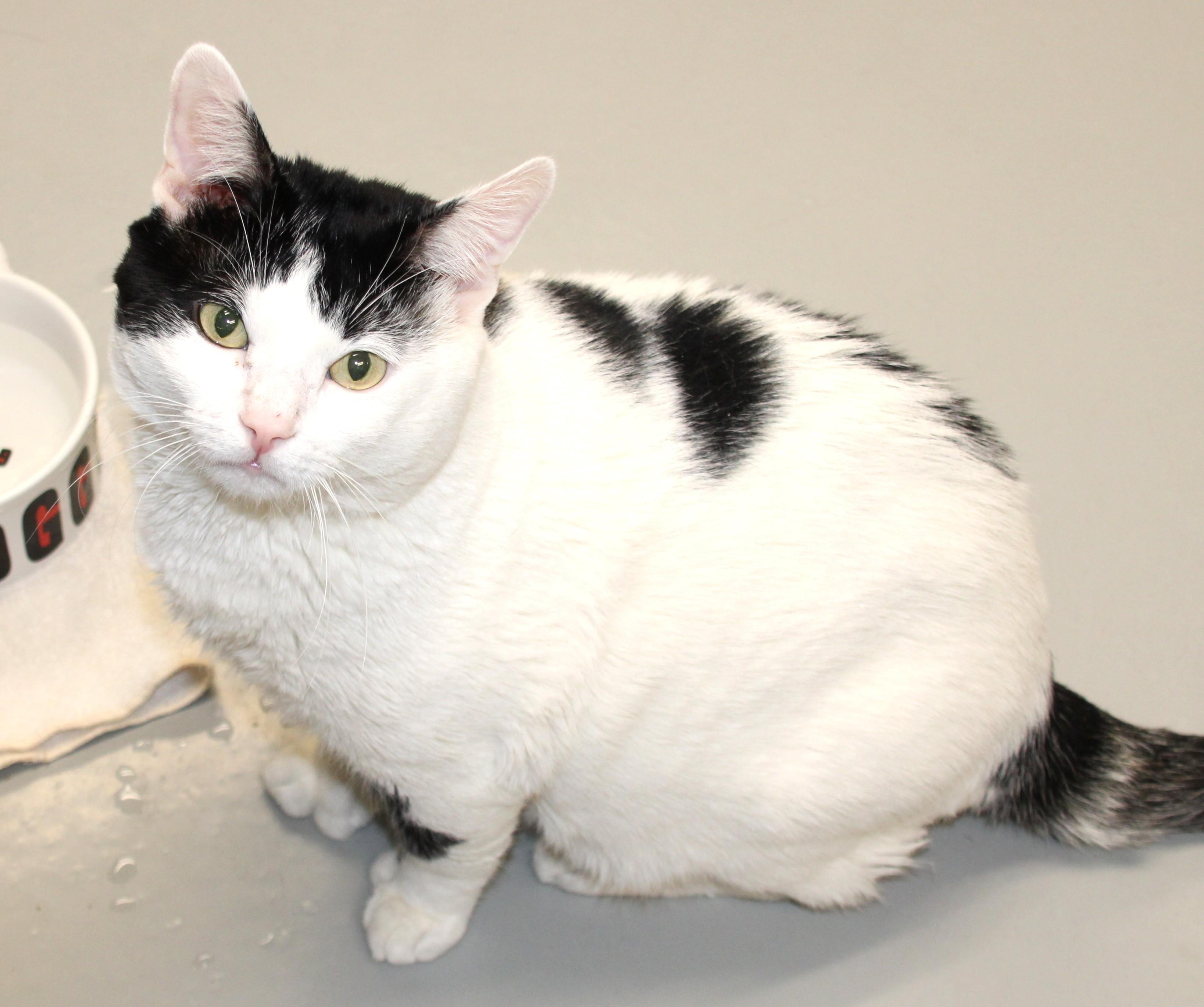 Enlarge Gonzalo, a ADOPTABLE Extra-Toes Cat / Hemingway Polydactyl in Medfield, MA image 4/4