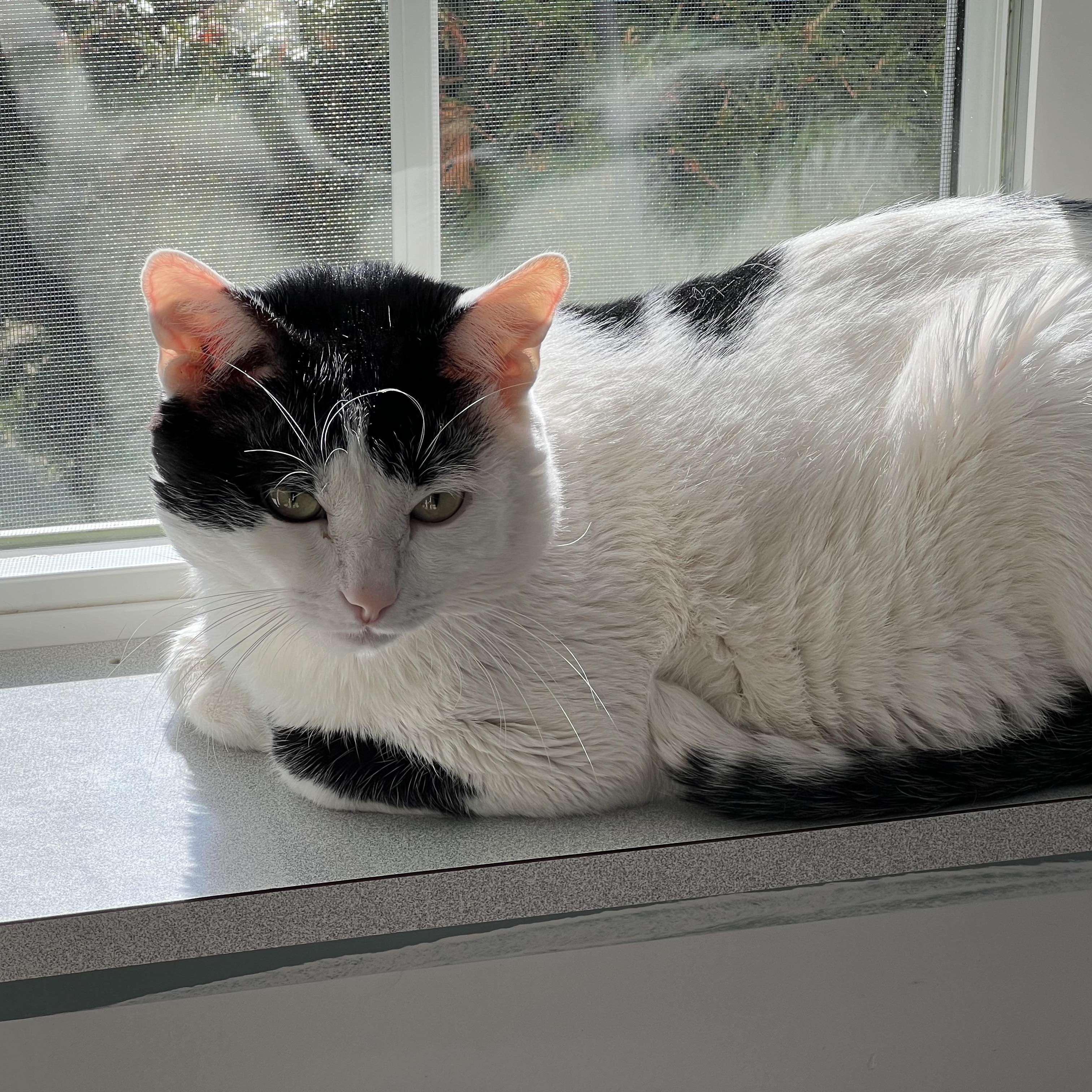 Enlarge Gonzalo, a ADOPTABLE Extra-Toes Cat / Hemingway Polydactyl in Medfield, MA image 2/4