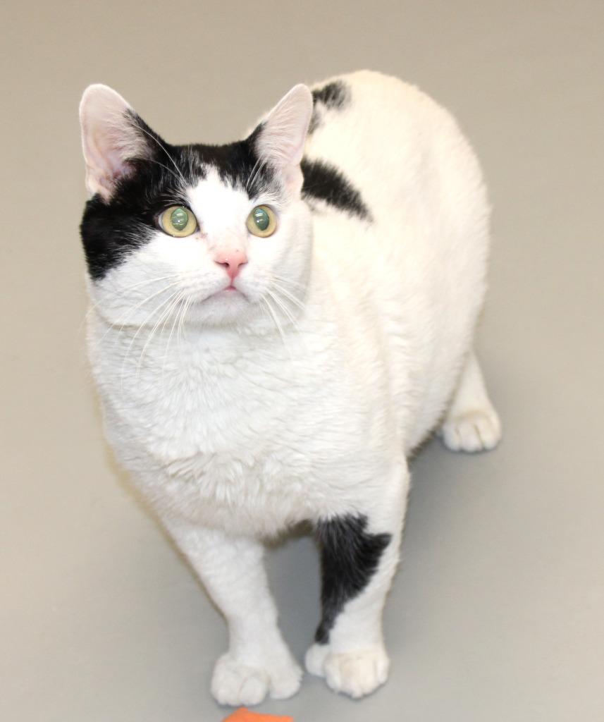 Enlarge Gonzalo, a ADOPTABLE Extra-Toes Cat / Hemingway Polydactyl in Medfield, MA image 3/4