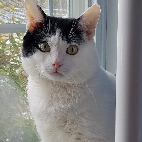 Enlarge Gonzalo, a ADOPTABLE Extra-Toes Cat / Hemingway Polydactyl in Medfield, MA image 1/4