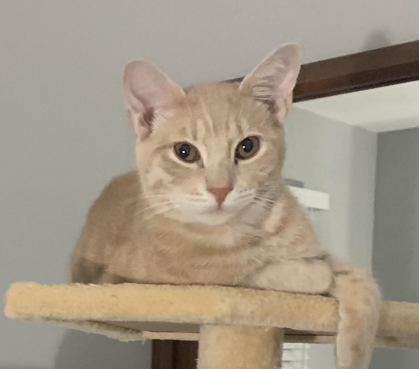 Enlarge Otis, a Adoptable mixed breed in Port Jefferson Station, NY image 1/1