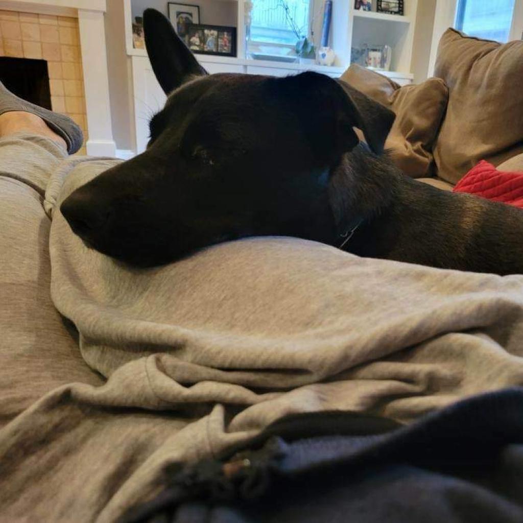 Waffles LLD, Adoptable, Adult Female Belgian Shepherd / Malinois.