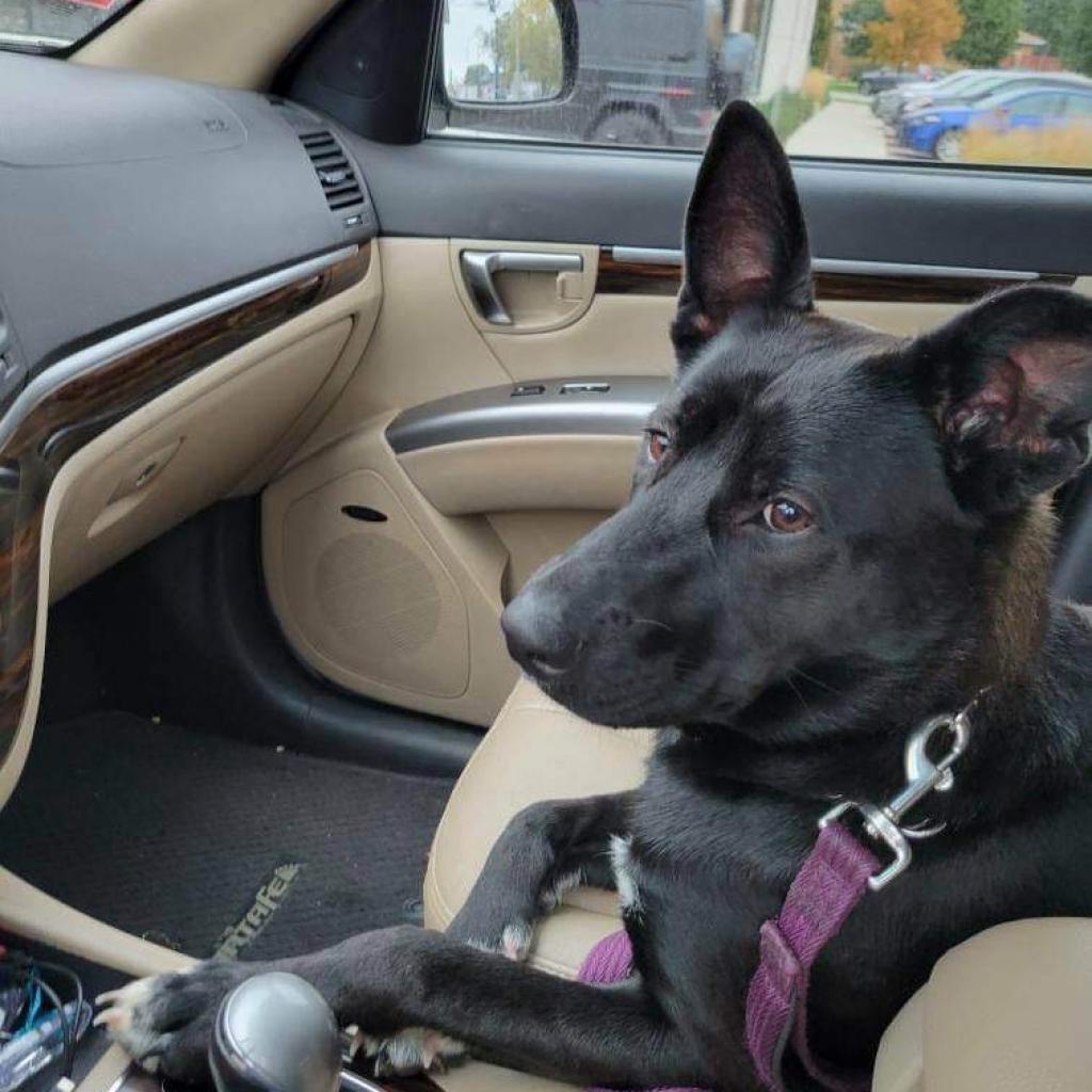 Waffles LLD, a Adoptable Belgian Shepherd / Malinois in Jacksonville, FL image 2/5