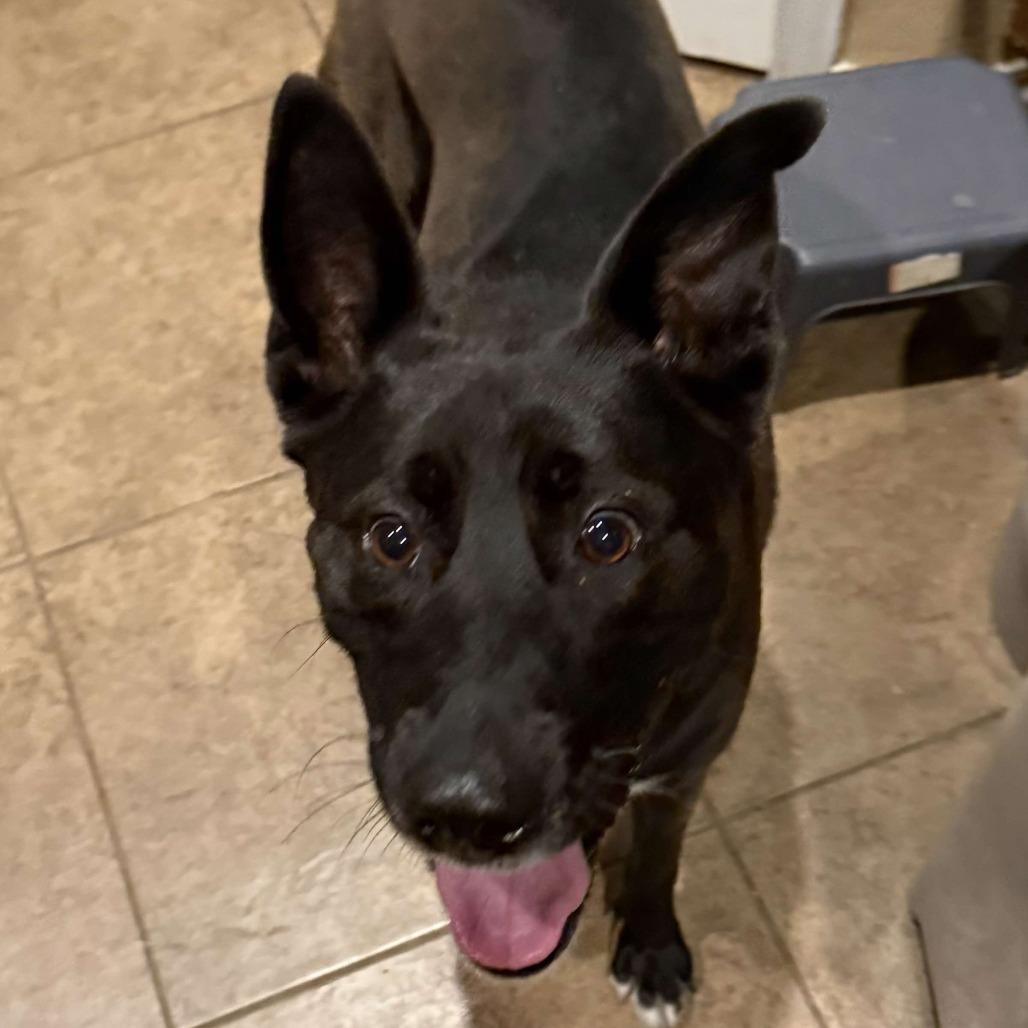 Waffles LLD, a Adoptable Belgian Shepherd / Malinois in Jacksonville, FL image 3/5