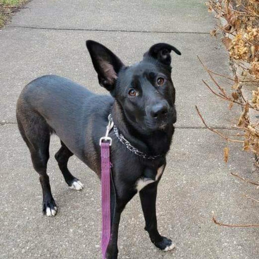 Waffles LLD, a Adoptable Belgian Shepherd / Malinois in Jacksonville, FL image 4/5
