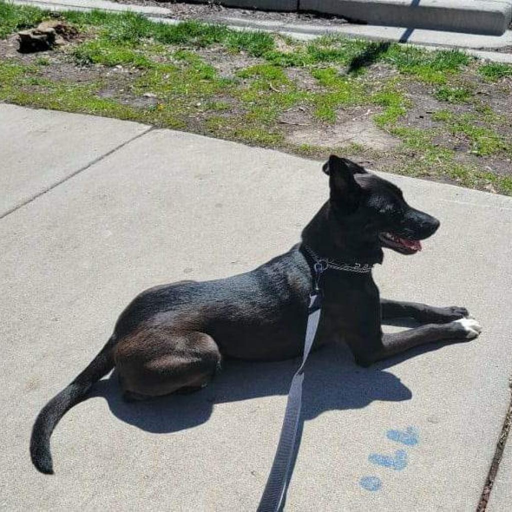 Waffles LLD, a Adoptable Belgian Shepherd / Malinois in Jacksonville, FL image 5/5