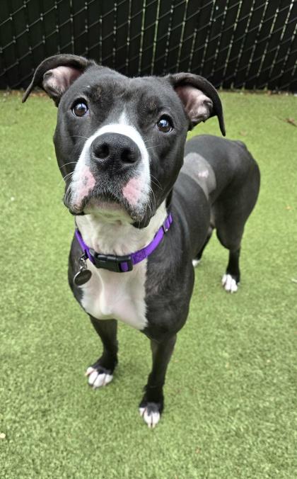 Kringle, Adoptable, Adult Male Boxer & Mixed Breed.