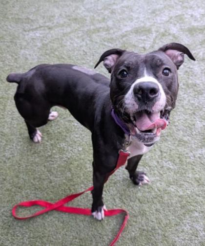 Kringle, a Adoptable mixed breed in Bellevue, WA image 2/3