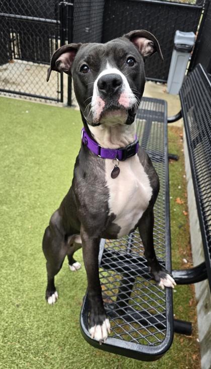 Kringle, a Adoptable mixed breed in Bellevue, WA image 3/3