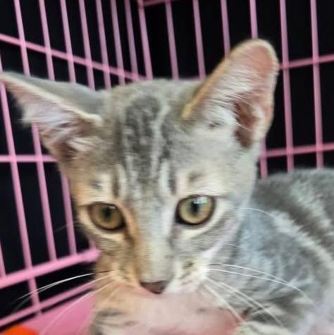 Enlarge Peewee, a Adopted Domestic Short Hair in Midlothian, TX image 1/1