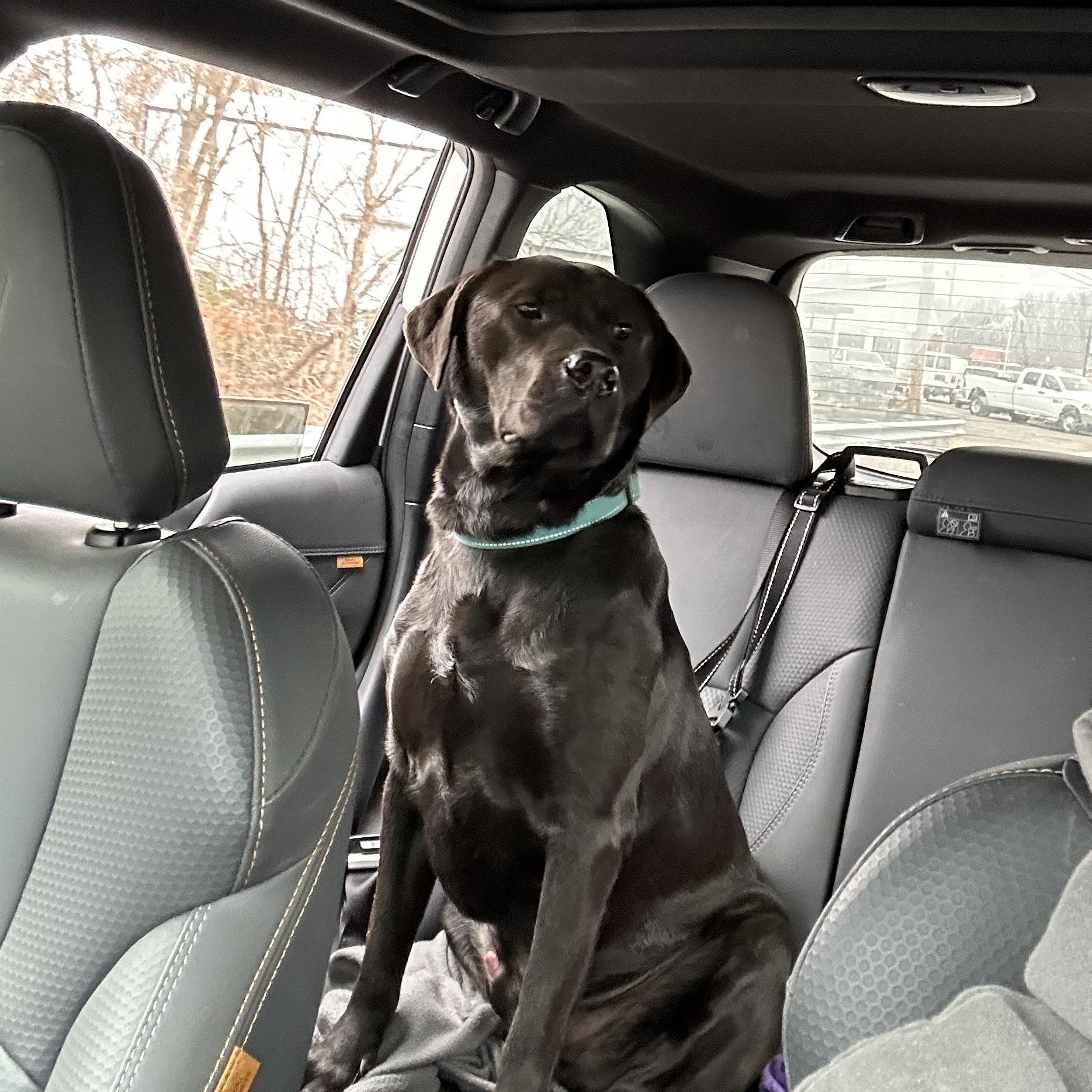 Storm, Adoptable, Young Male Black Labrador Retriever.