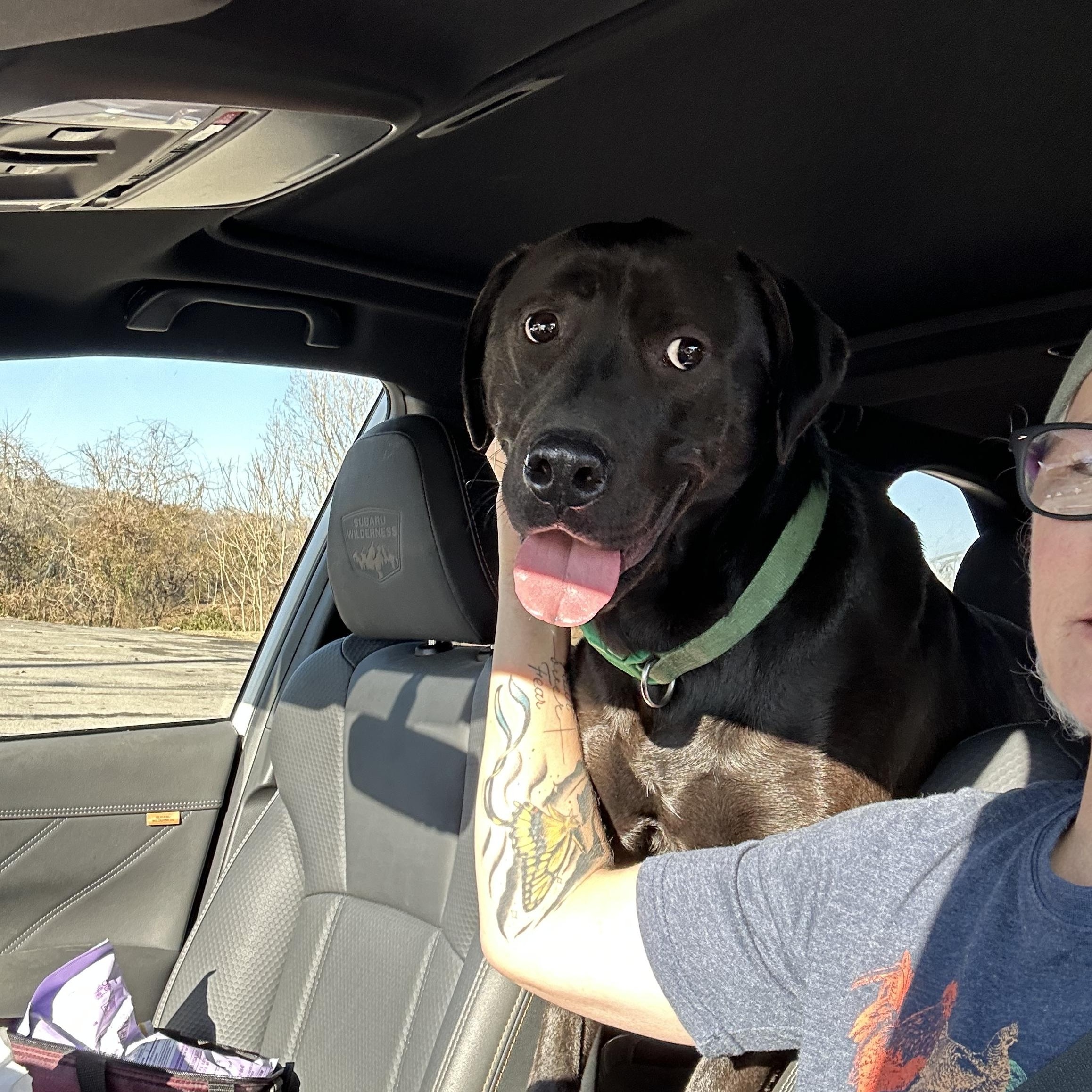 Enlarge Storm, a Adoptable mixed breed in Big Rock, TN image 4/5