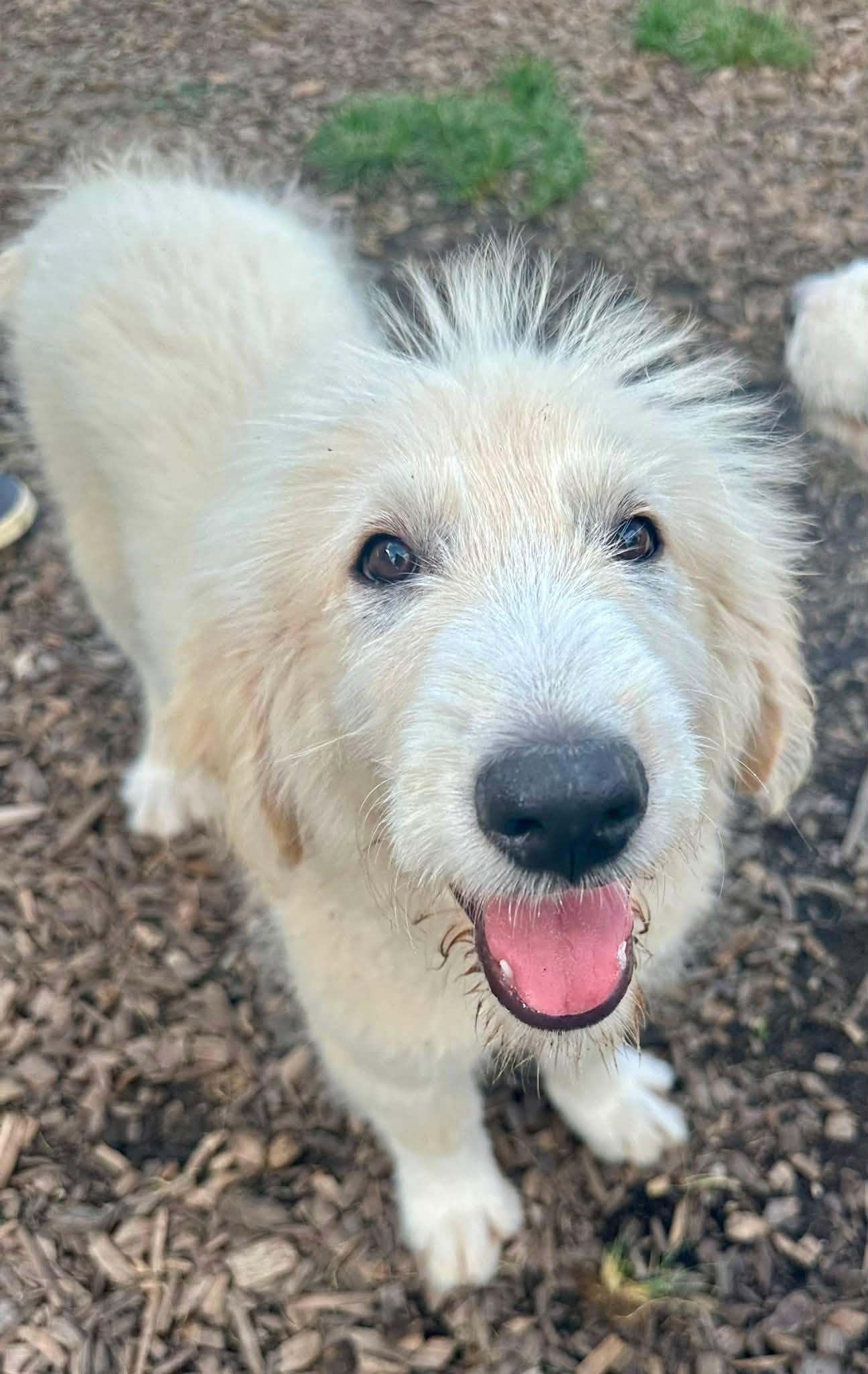 JayJ, a ADOPTABLE mixed breed in Pacific, MO image 1/2