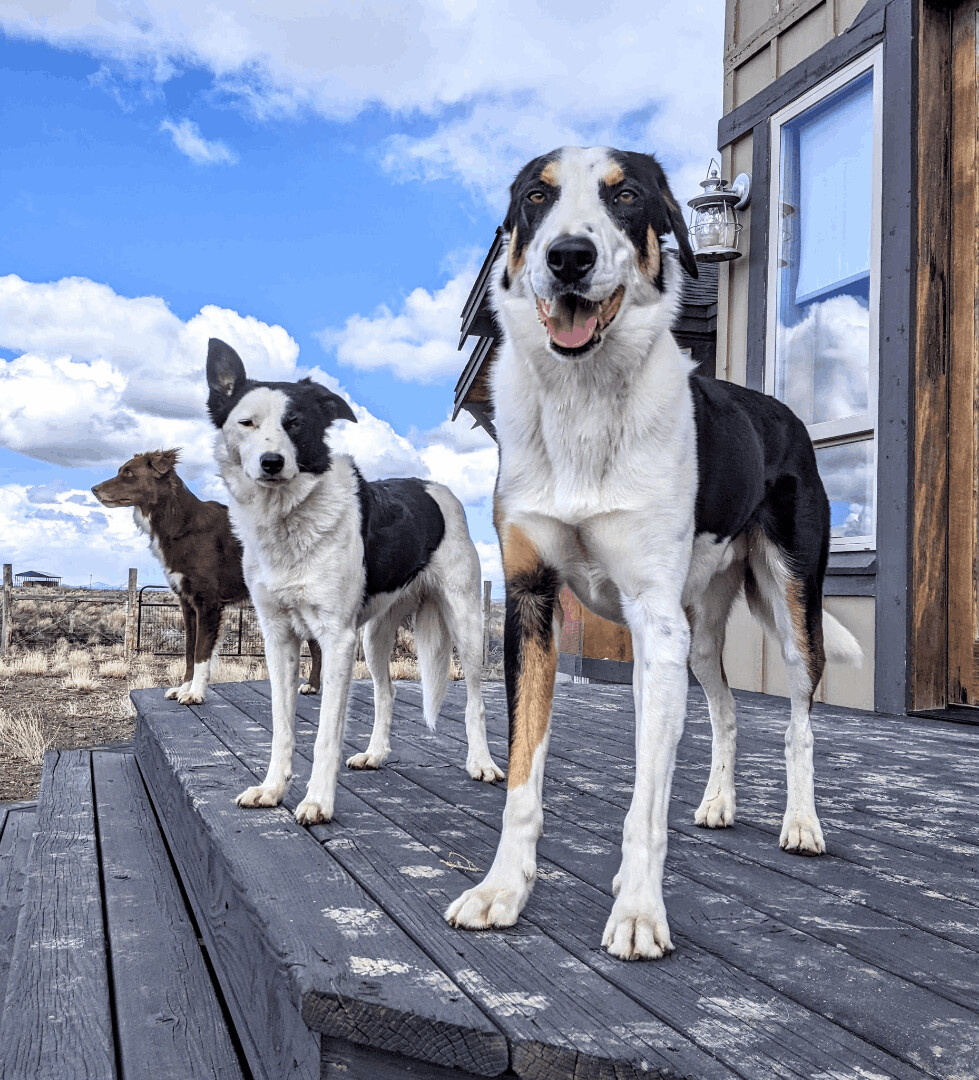 Huck, Adult Male Border Collie