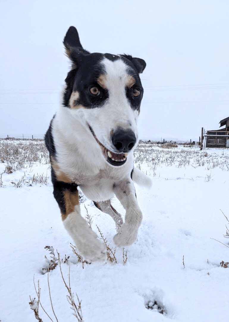 Huck photo 4