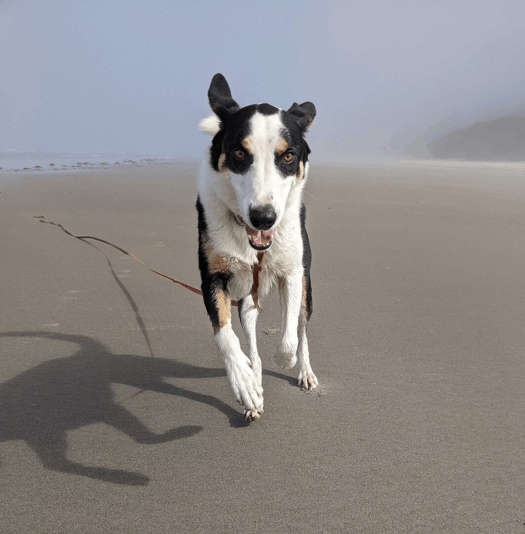 Huck photo 2