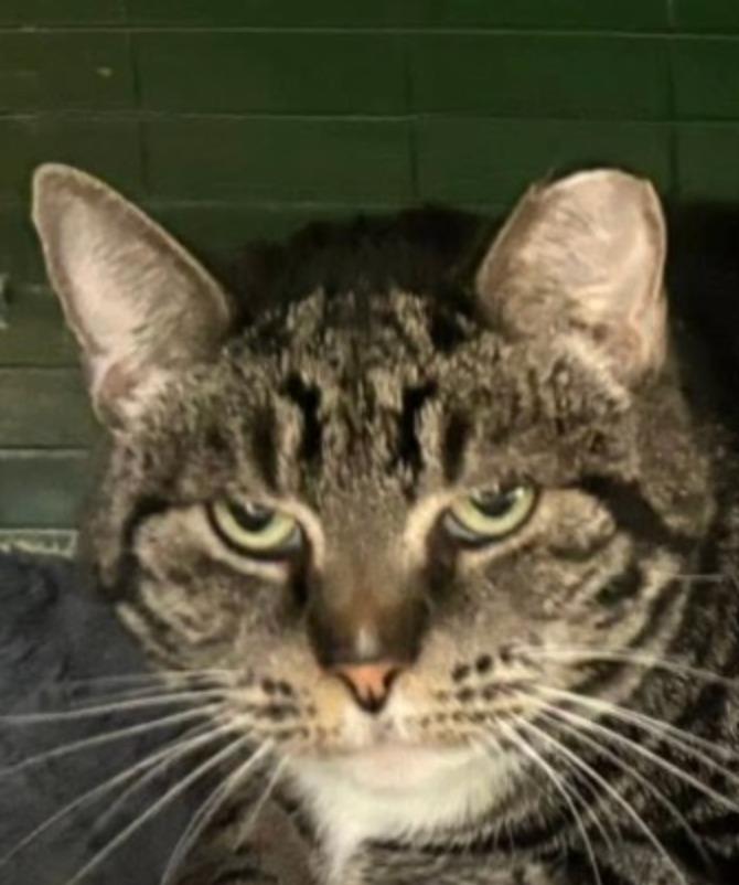 Monkey "Left behind, Adoptable, Senior Female Domestic Short Hair.