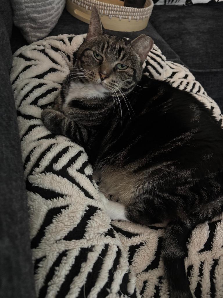Enlarge Monkey "Left behind, a Adoptable mixed breed in New Braunfels, TX image 3/3