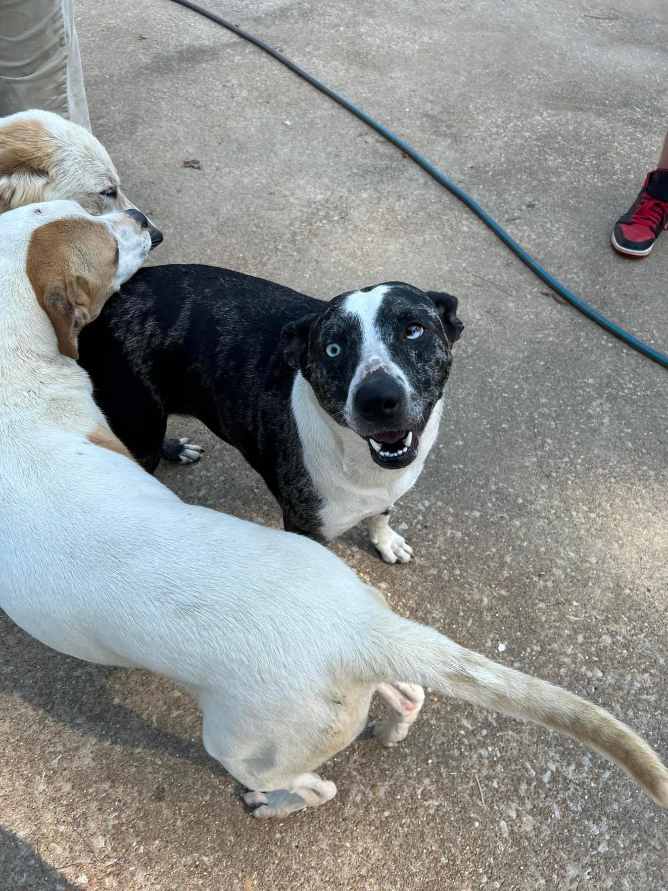 Dog for adoption Queenie, a Catahoula Leopard Dog in Pembroke, MA
