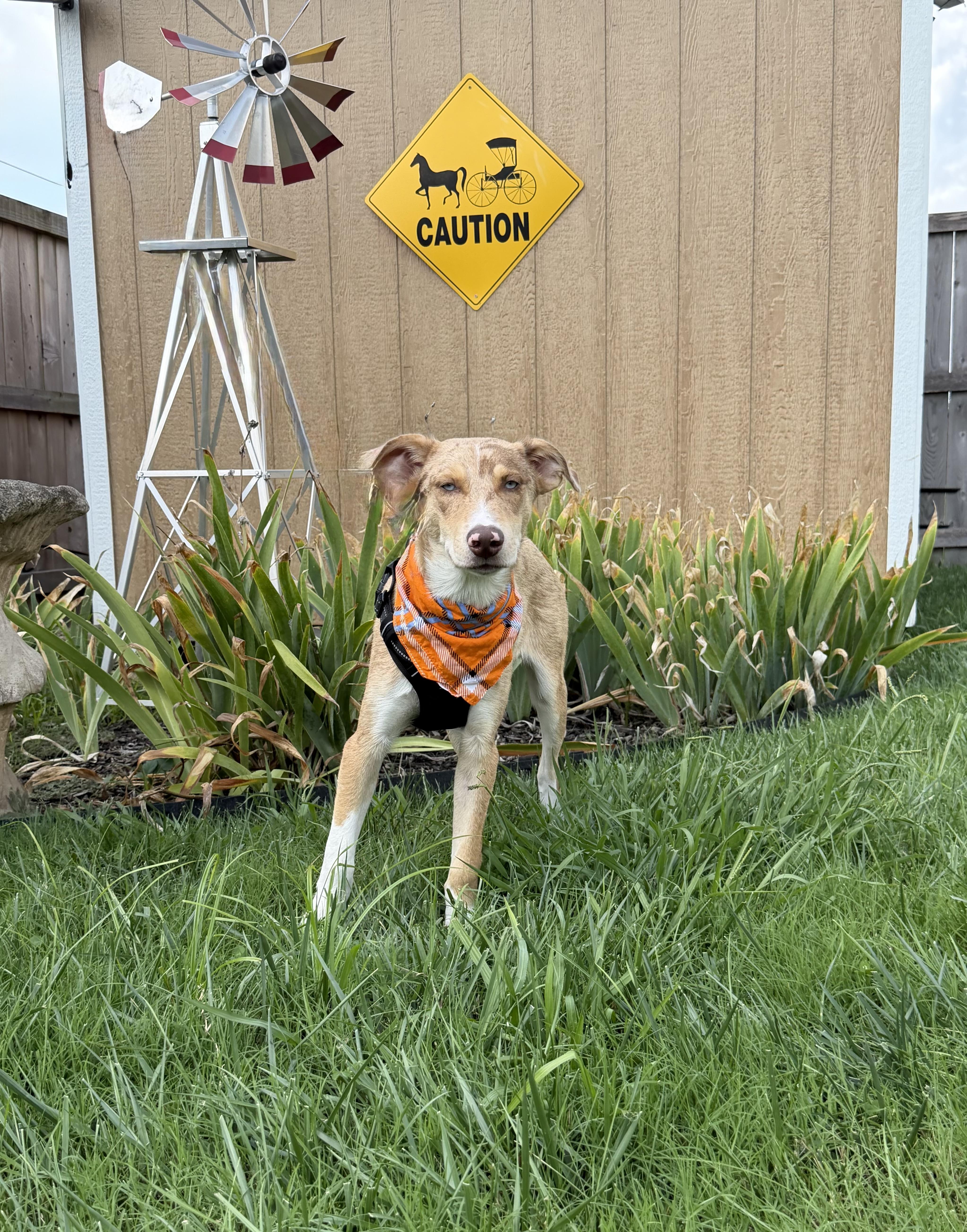 Enlarge Dean, a Adopted mixed breed in Maryville, TN image 6/6