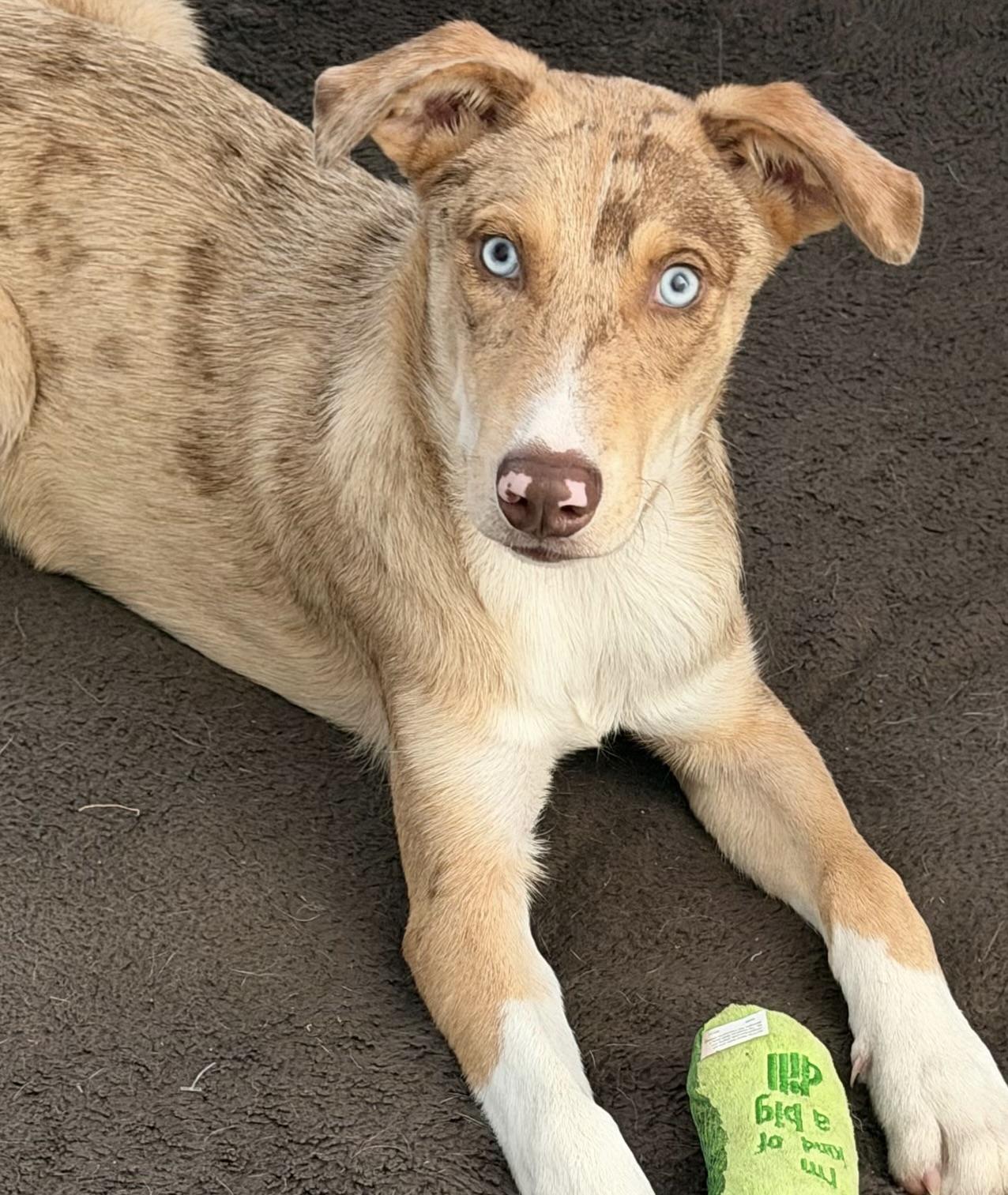Dean, Adopted, Young Male Catahoula Leopard Dog.