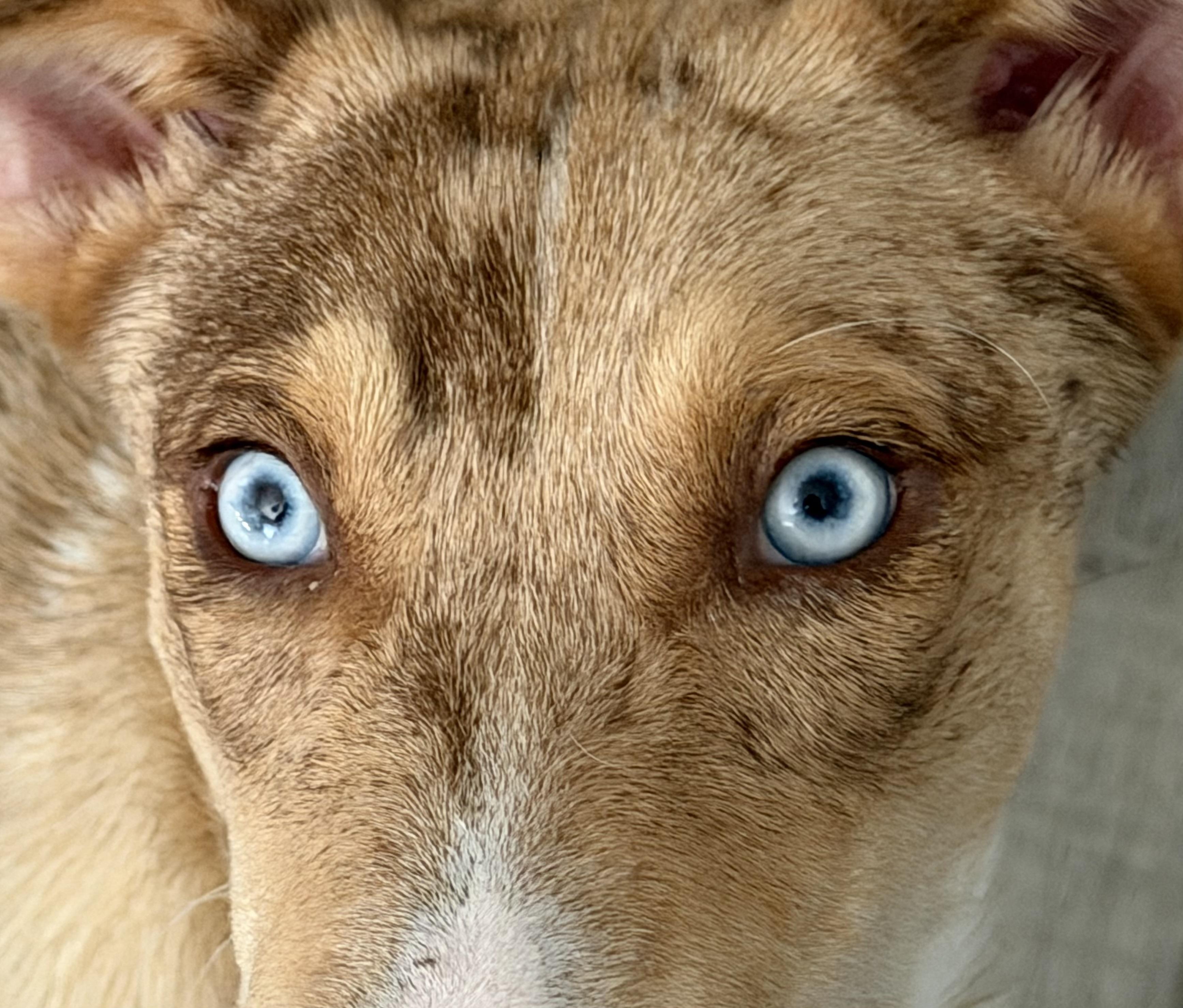 Enlarge Dean, a Adopted mixed breed in Maryville, TN image 2/6