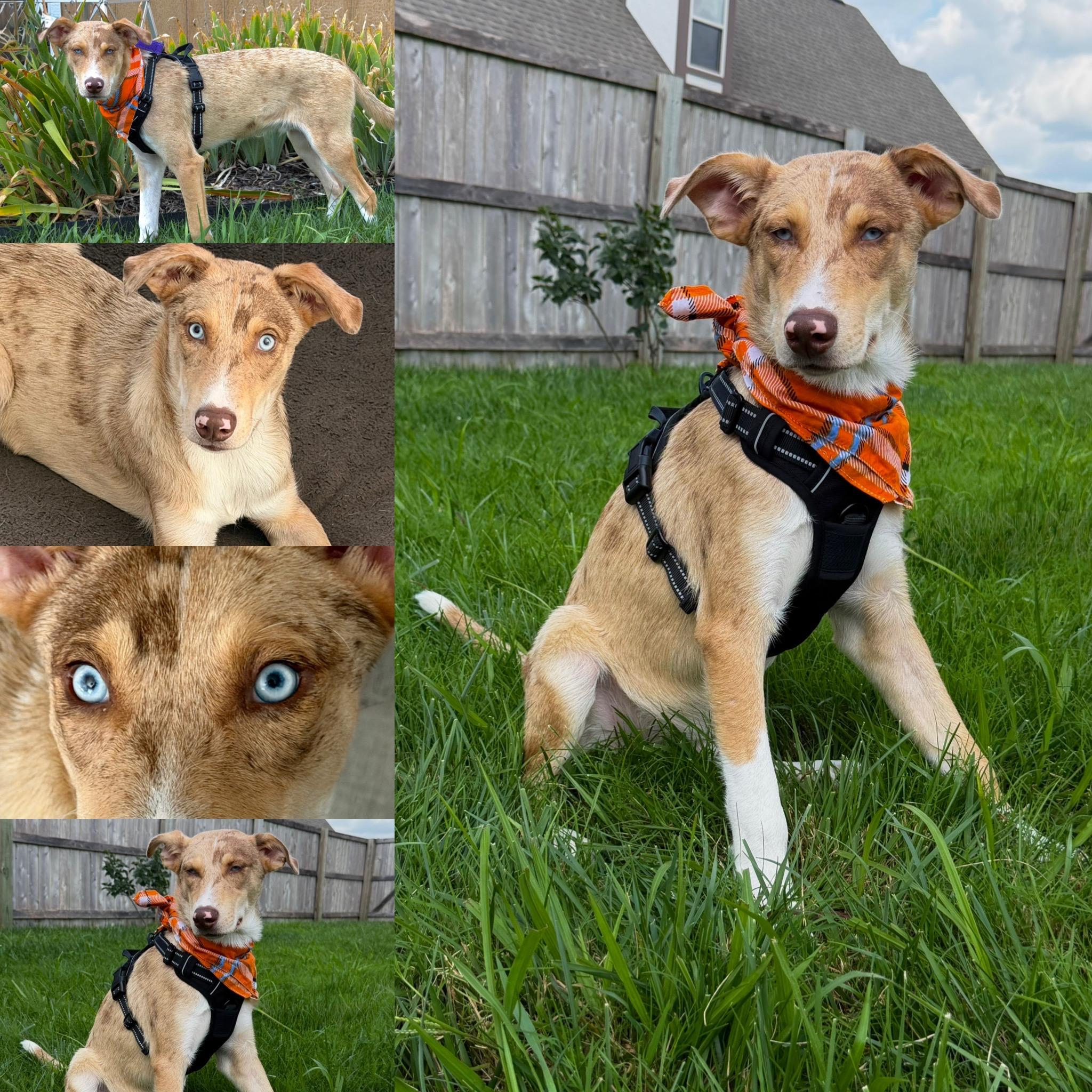 Enlarge Dean, a Adopted mixed breed in Maryville, TN image 3/6