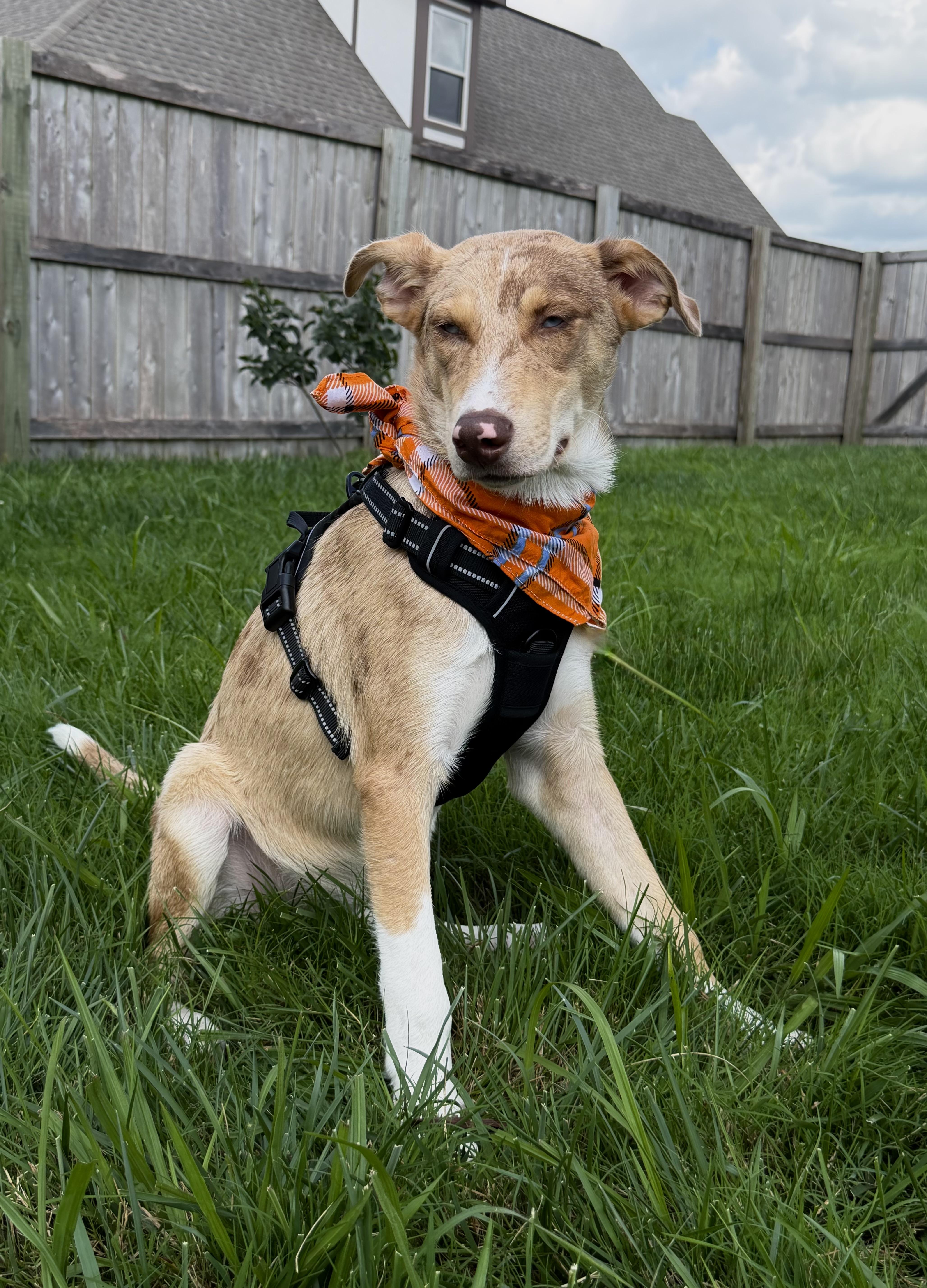 Enlarge Dean, a Adopted mixed breed in Maryville, TN image 4/6