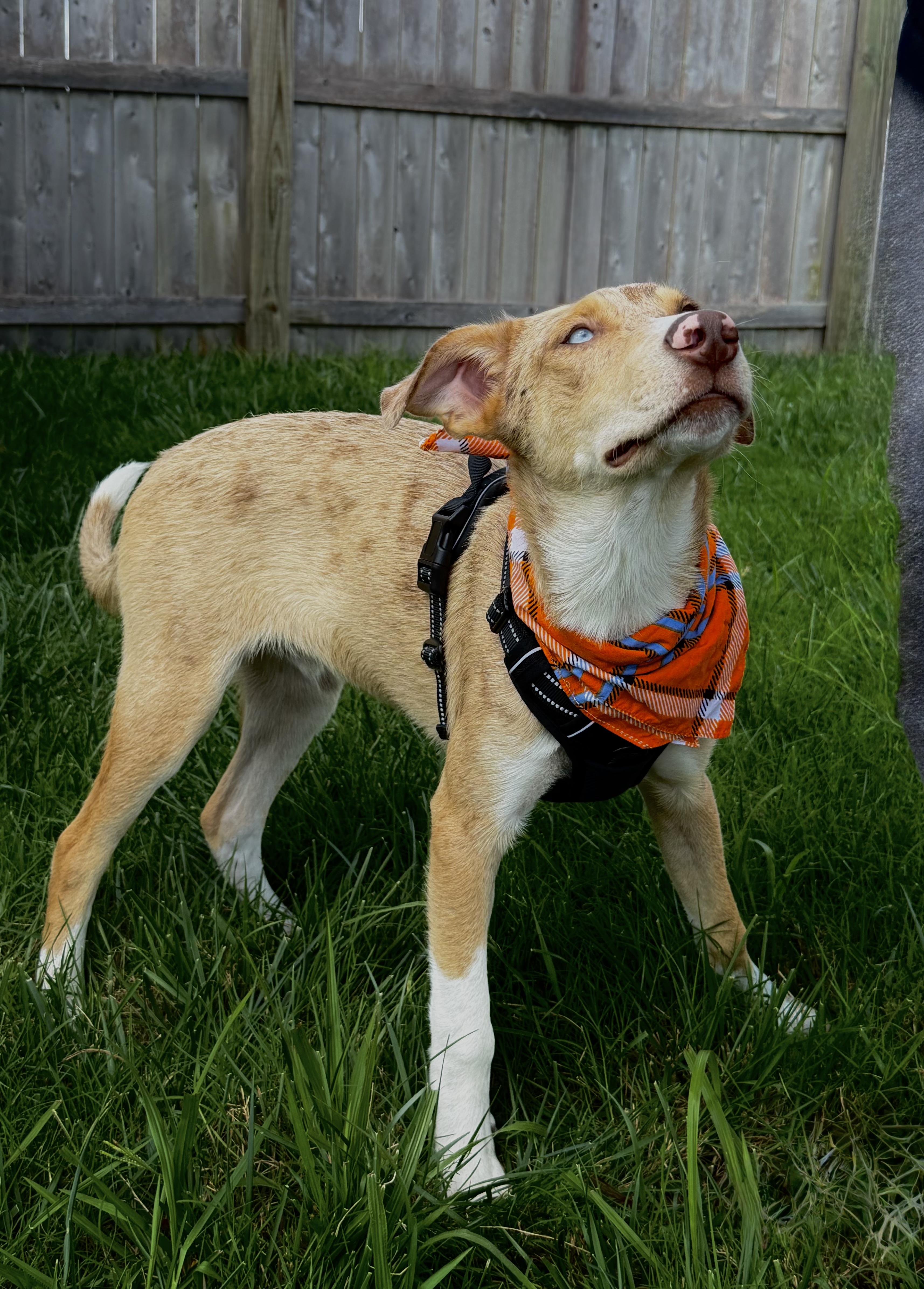 Enlarge Dean, a Adopted mixed breed in Maryville, TN image 5/6