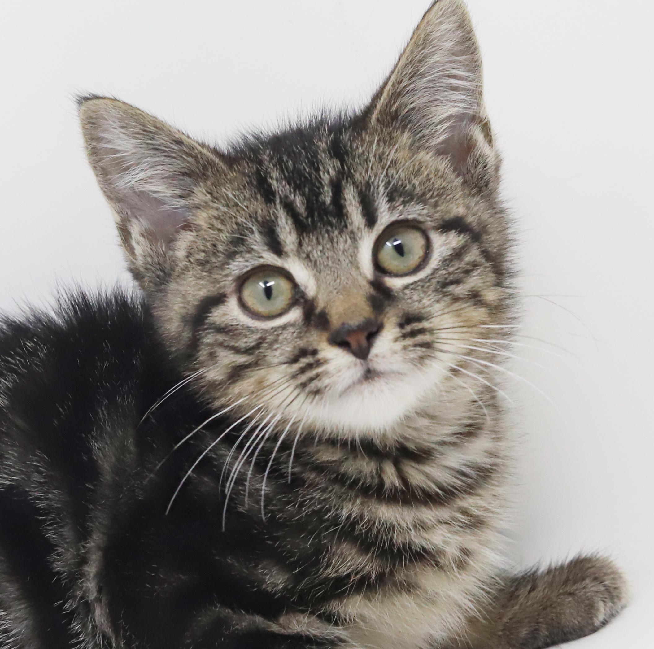 Enlarge Astrid is A-MAZING!  Teeny tiny handsome tot!, a Adoptable mixed breed in Bedford Hills, NY image 2/6