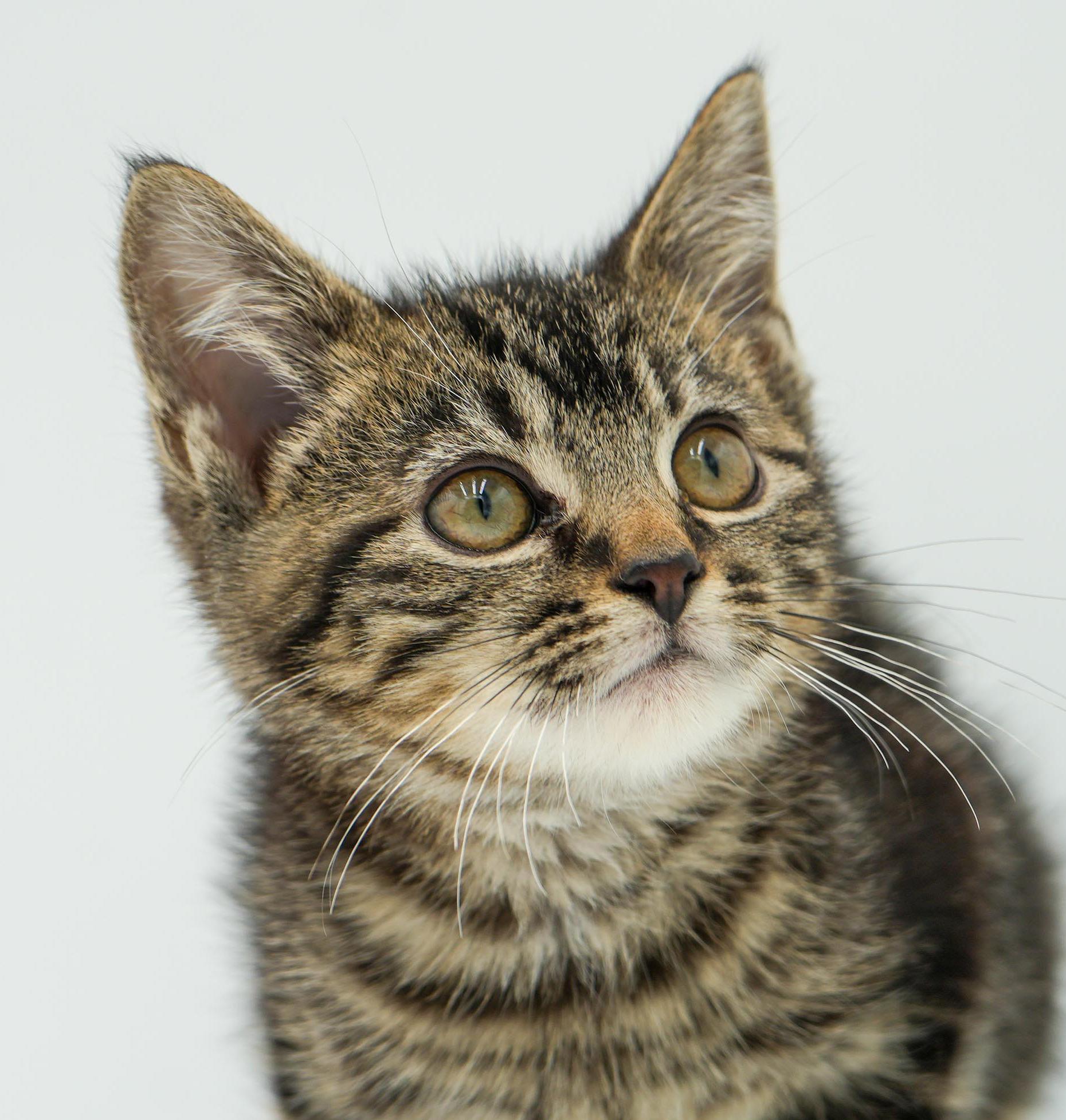 Enlarge Astrid is A-MAZING!  Teeny tiny handsome tot!, a Adoptable mixed breed in Bedford Hills, NY image 6/6