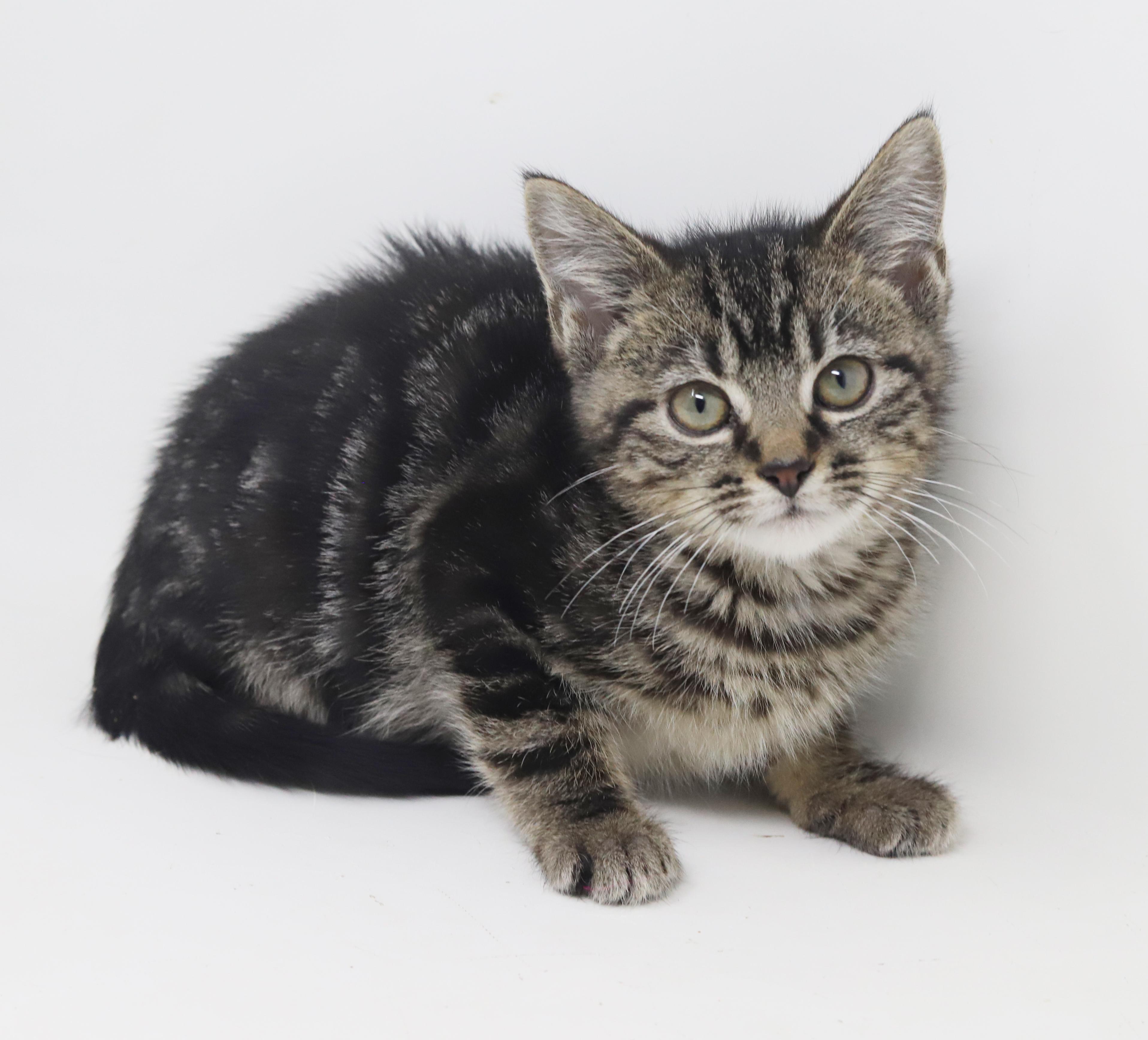 Enlarge Astrid is A-MAZING!  Teeny tiny handsome tot!, a Adoptable mixed breed in Bedford Hills, NY image 4/6