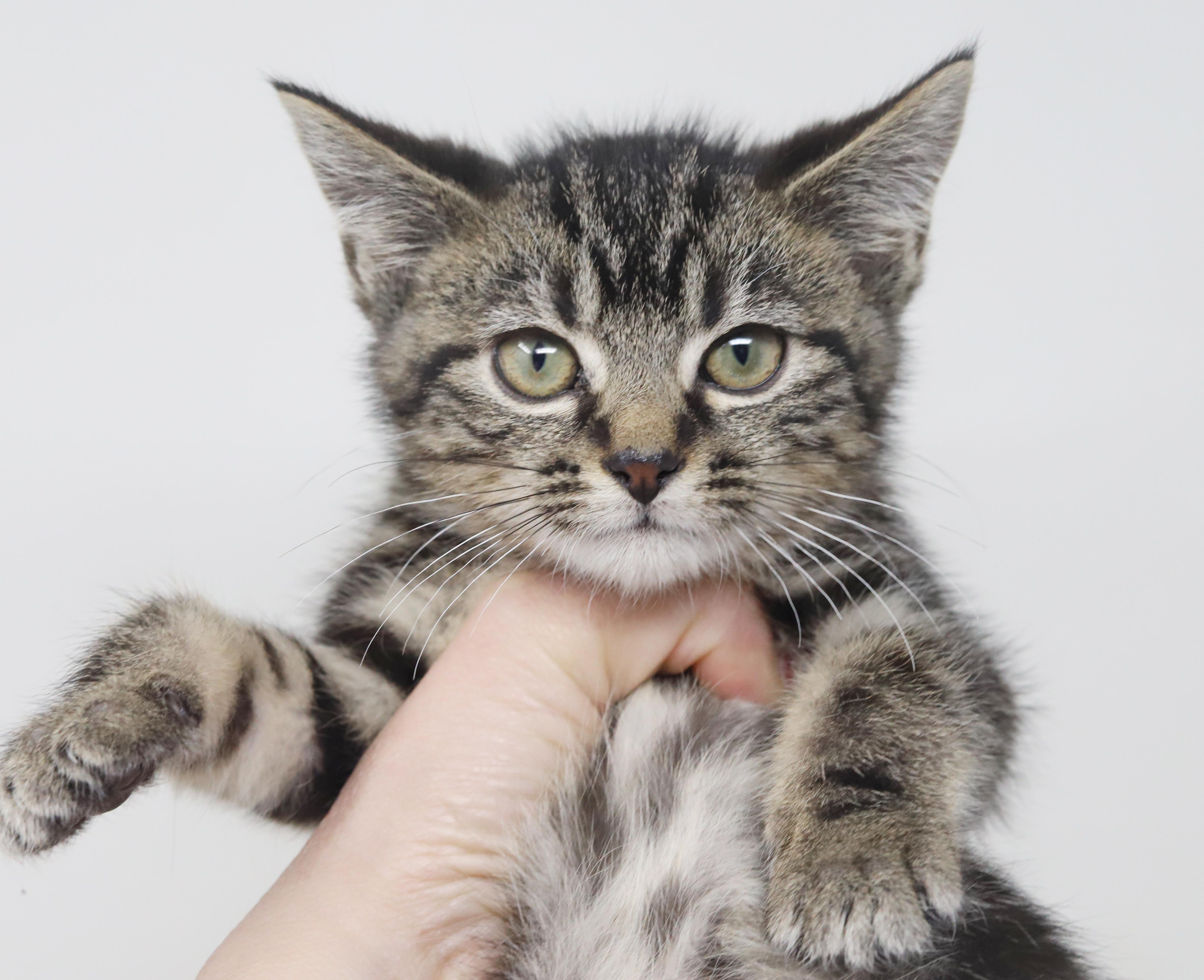 Enlarge Astrid is A-MAZING!  Teeny tiny handsome tot!, a Adoptable mixed breed in Bedford Hills, NY image 5/6