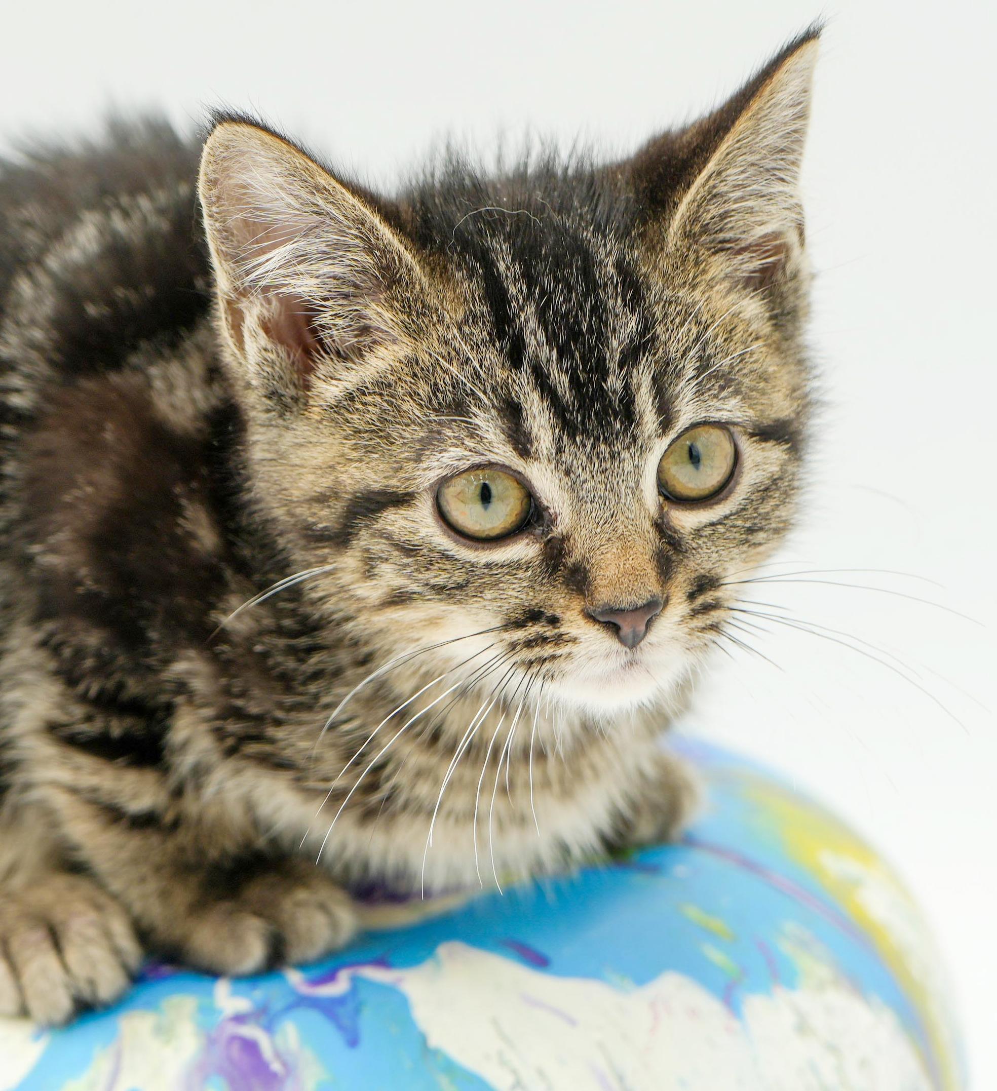 Enlarge Astrid is A-MAZING!  Teeny tiny handsome tot!, a Adoptable mixed breed in Bedford Hills, NY image 3/6