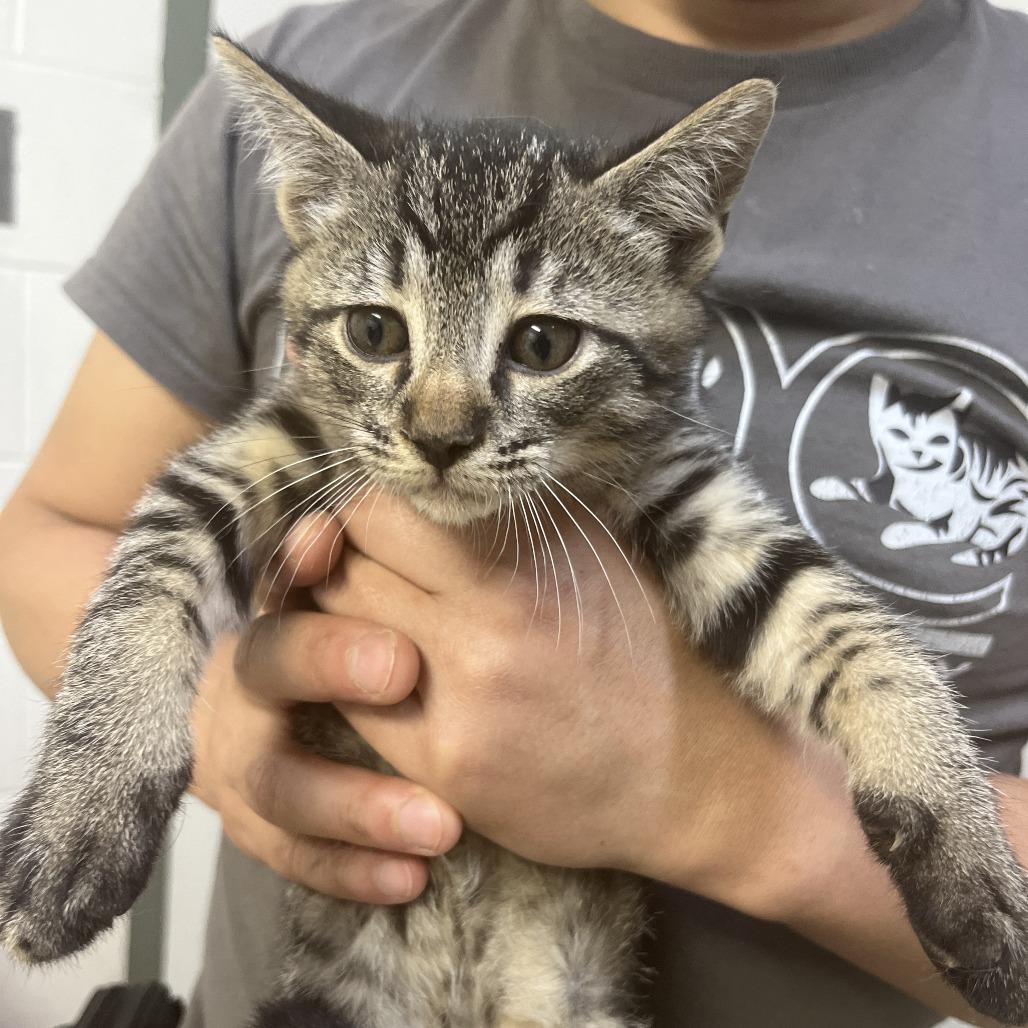 "Telly", Adoptable, Kitten Male Domestic Short Hair.