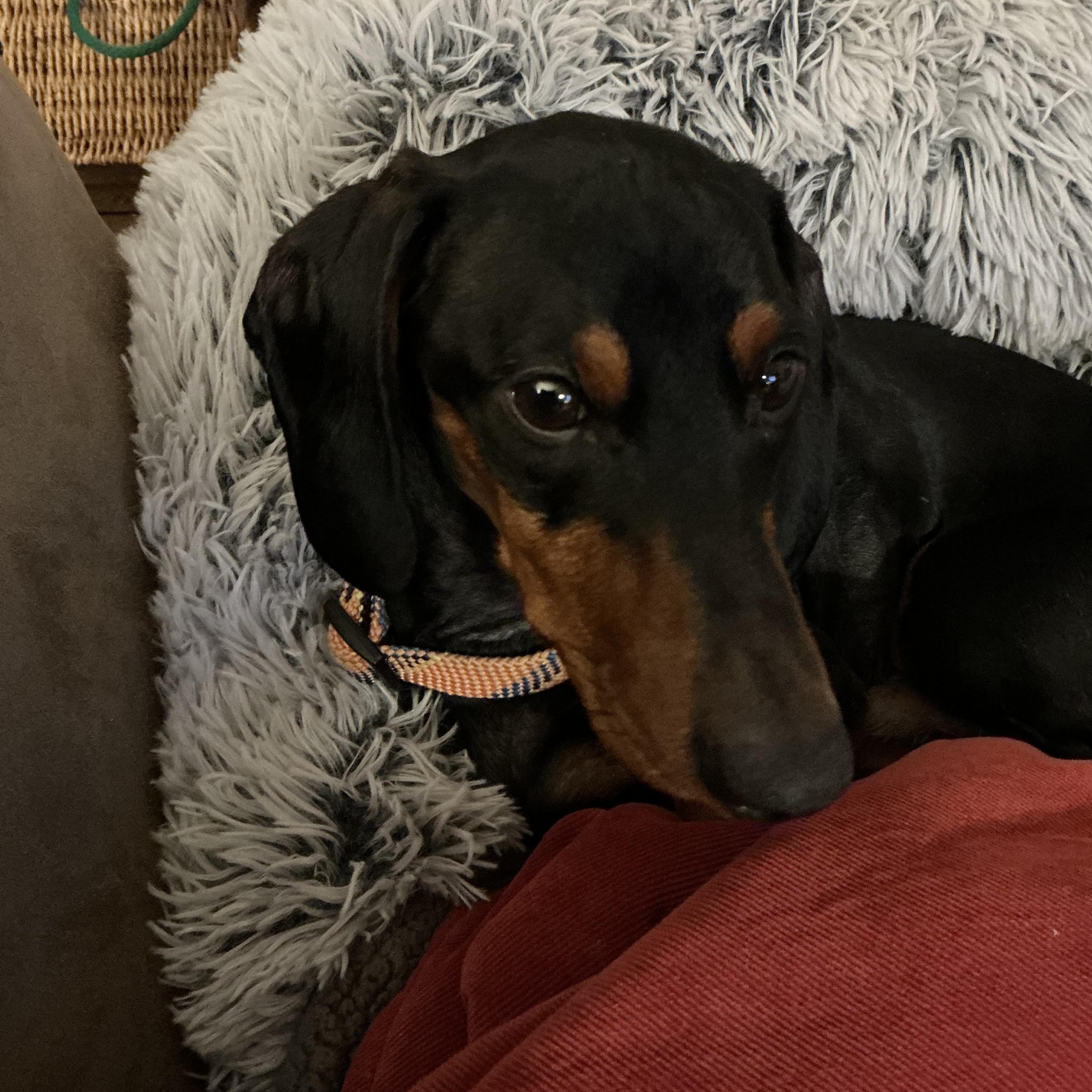 Nacho, ADOPTABLE, Young Male Dachshund.