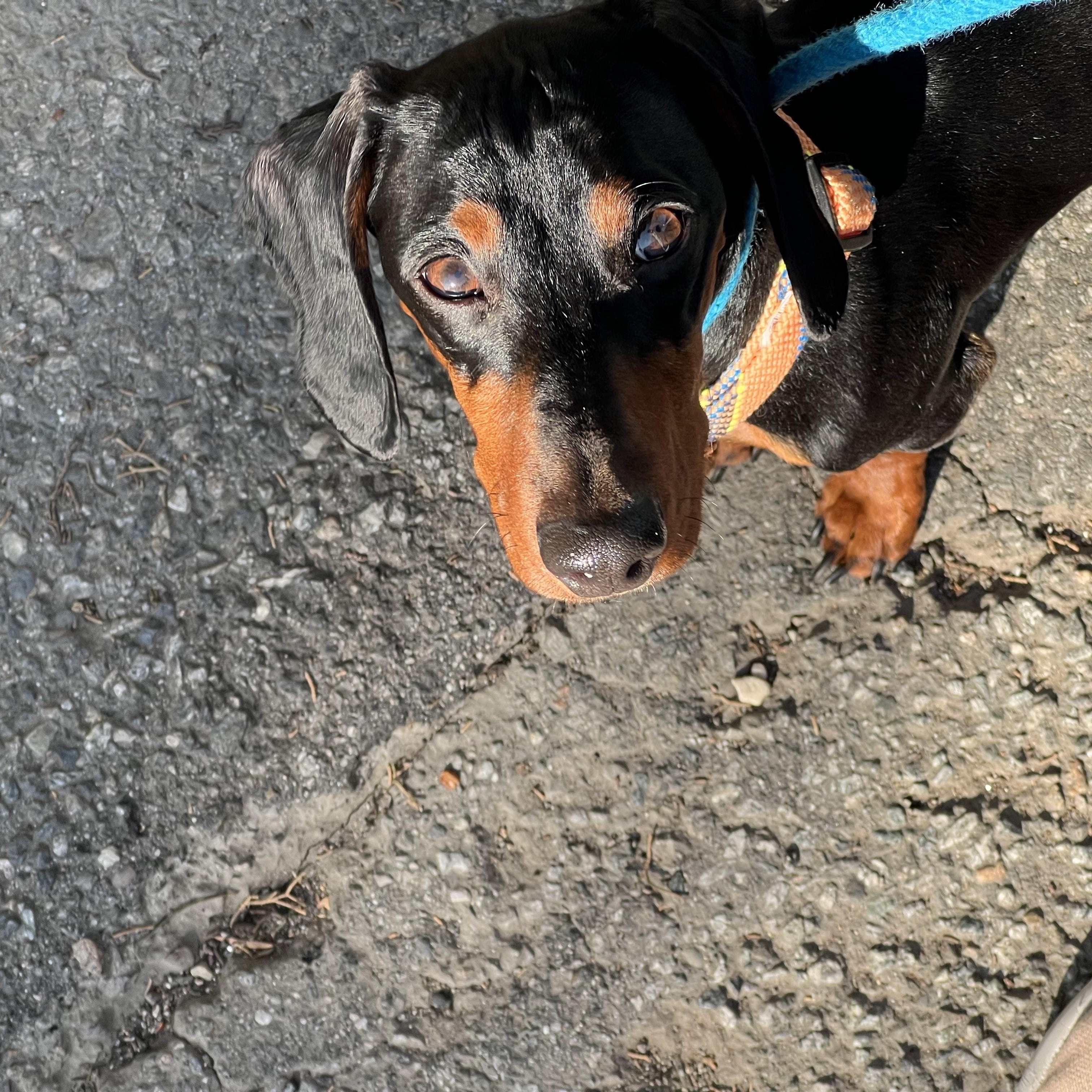 Enlarge Nacho, a ADOPTABLE Dachshund in Burbank, CA image 2/6