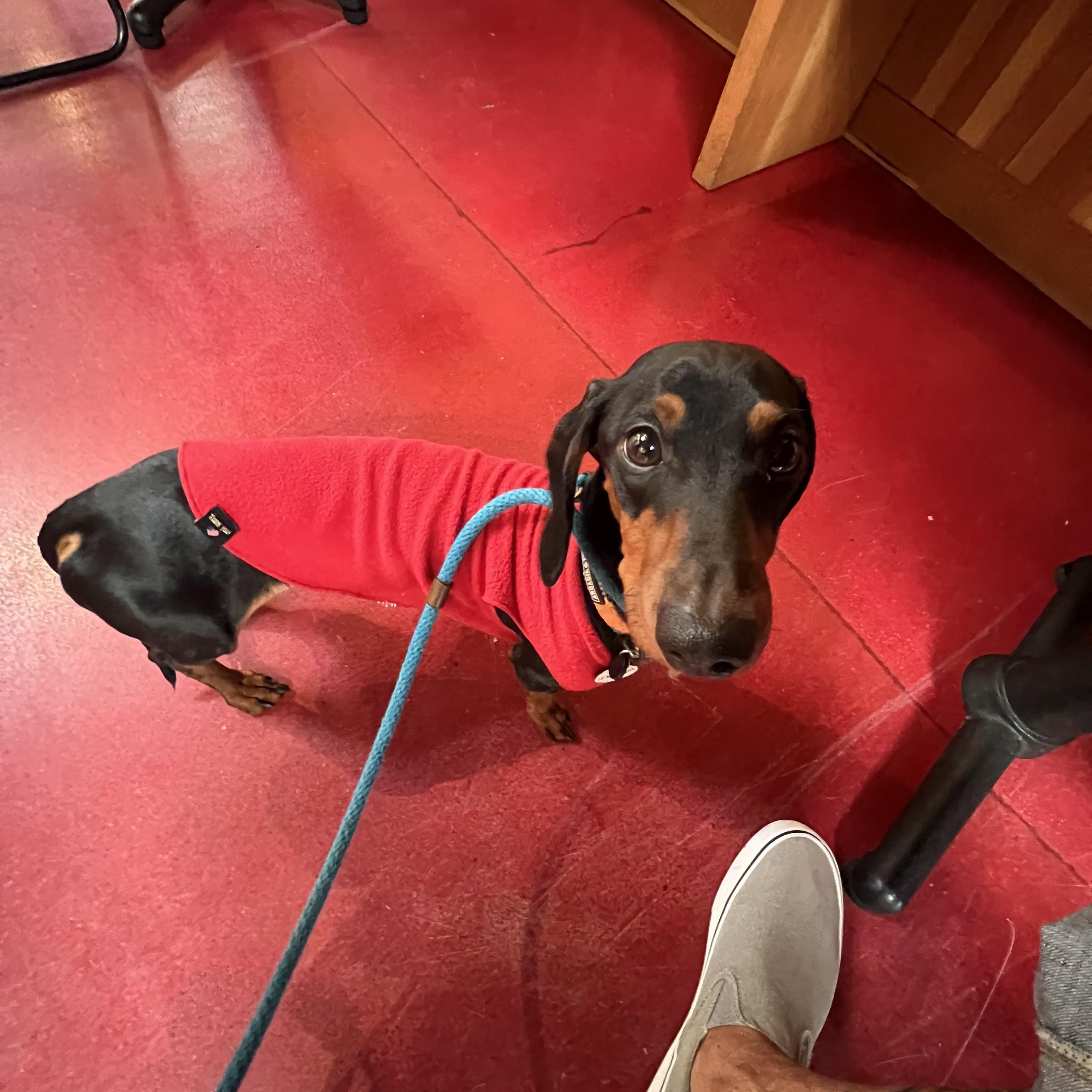 Enlarge Nacho, a ADOPTABLE Dachshund in Burbank, CA image 3/6