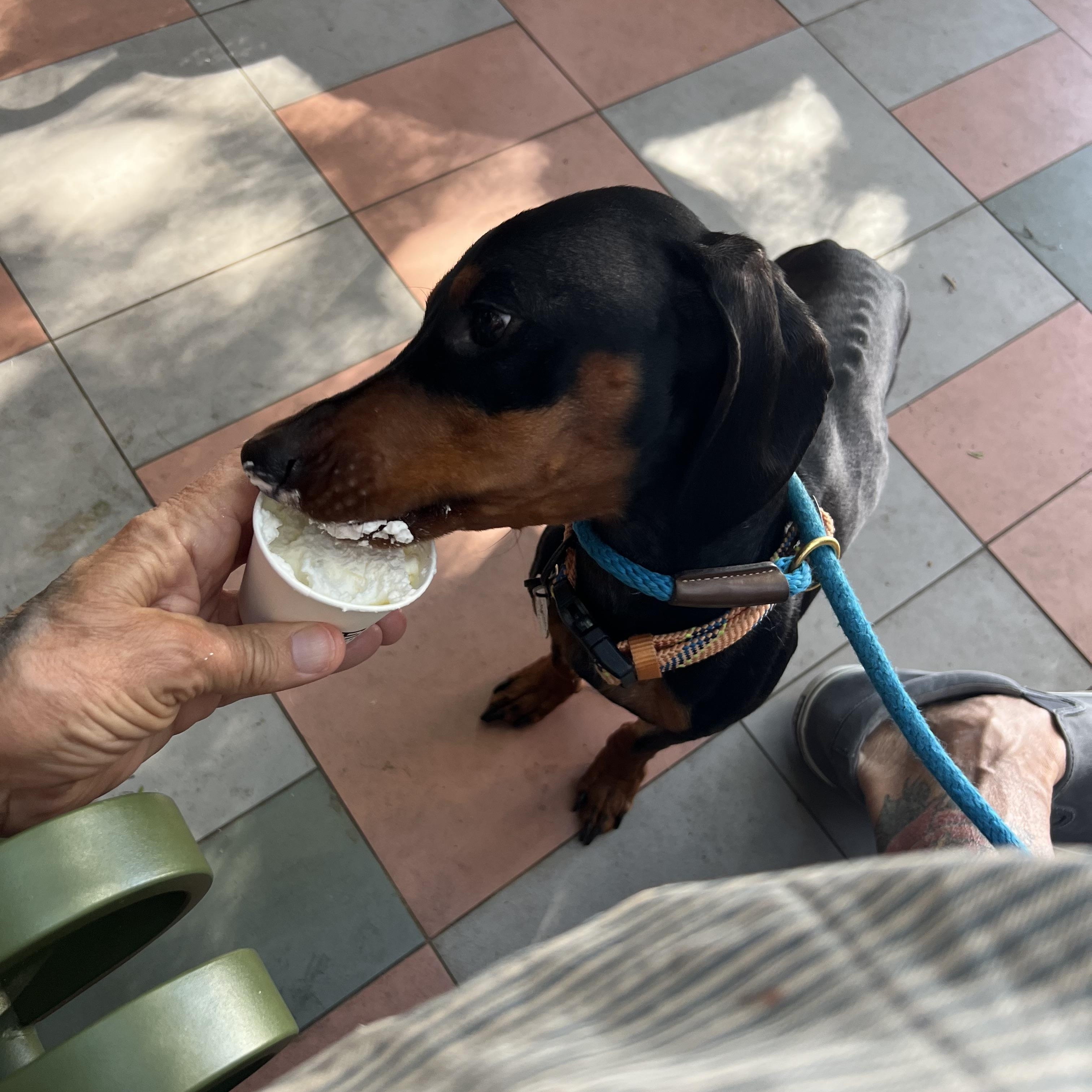 Enlarge Nacho, a ADOPTABLE Dachshund in Burbank, CA image 4/6