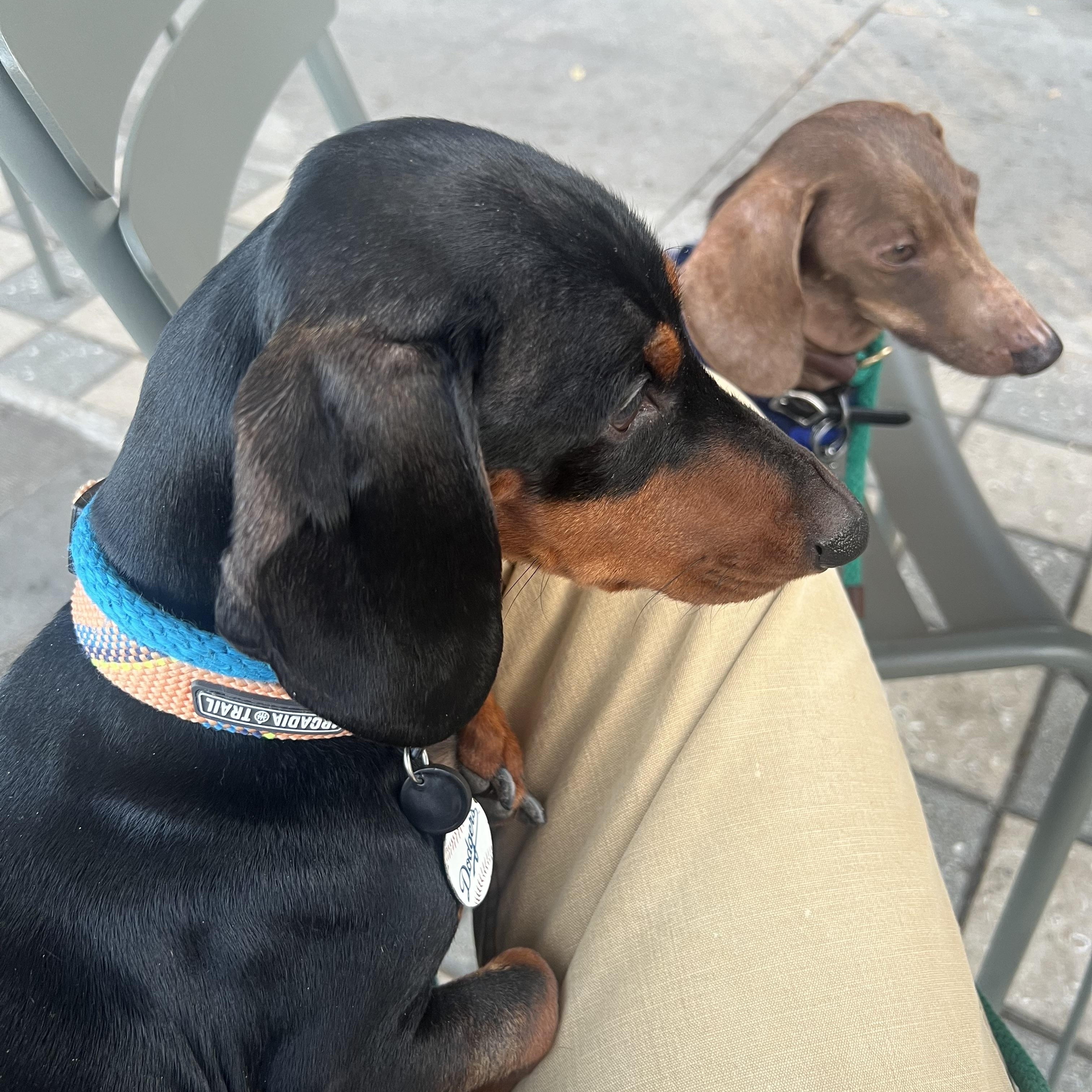 Enlarge Nacho, a ADOPTABLE Dachshund in Burbank, CA image 5/6